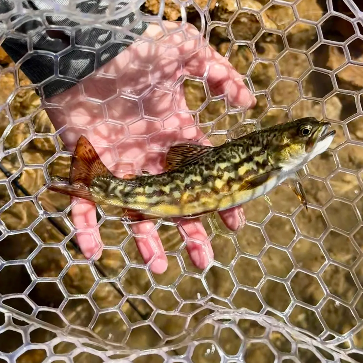 Tiger trout caught on Fishbrain