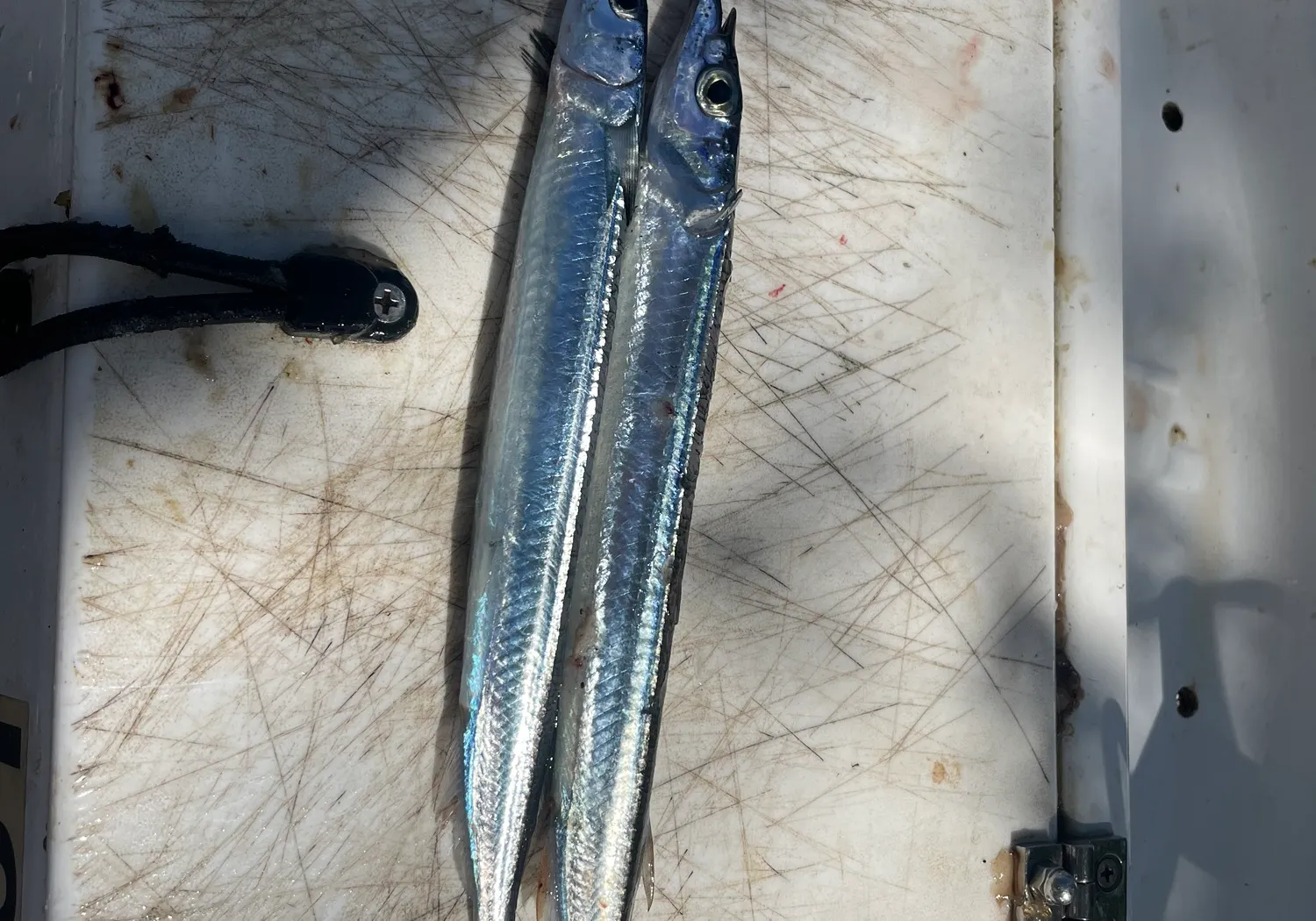 Eastern sea garfish