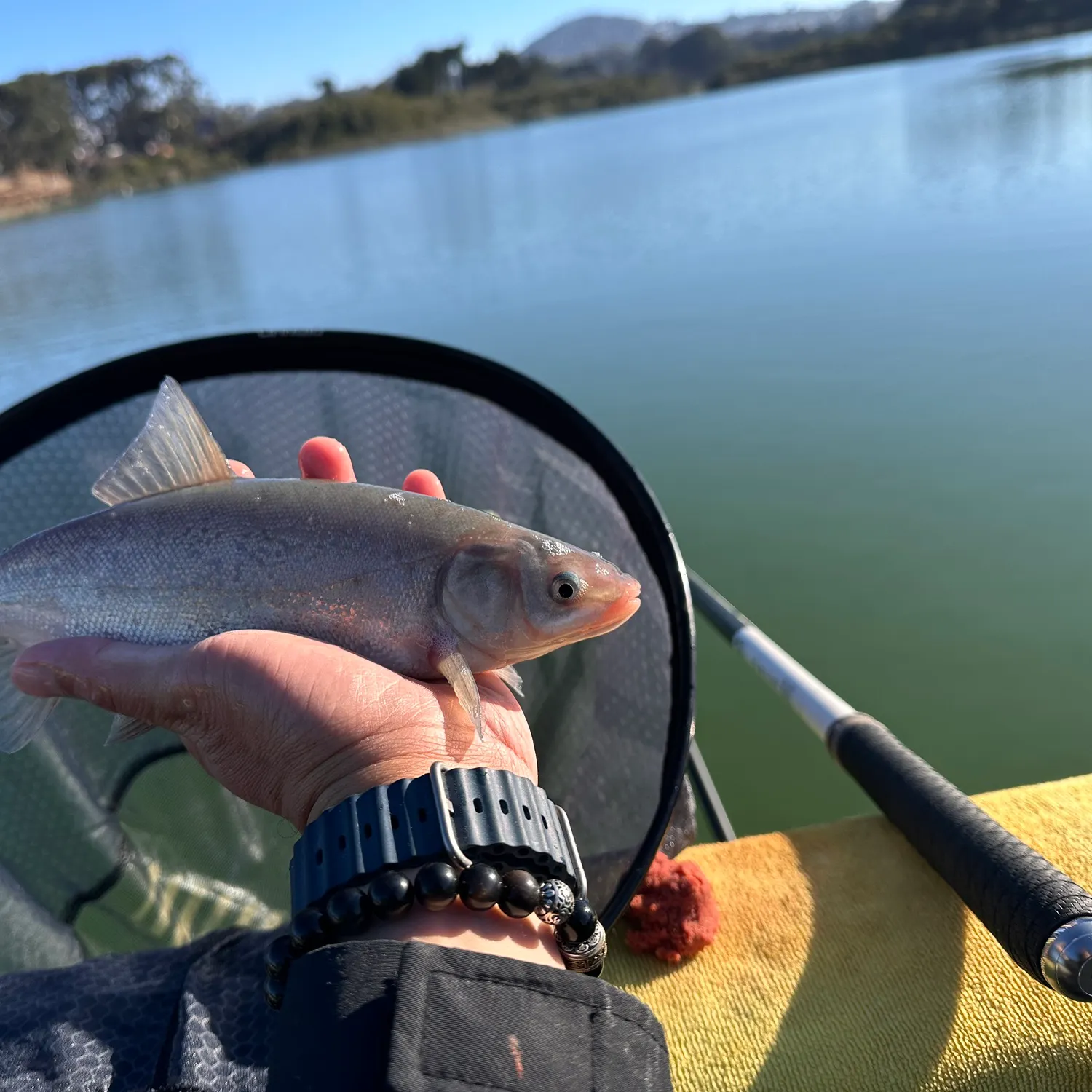 The most recent Sacramento blackfish catches on Fishbrain
