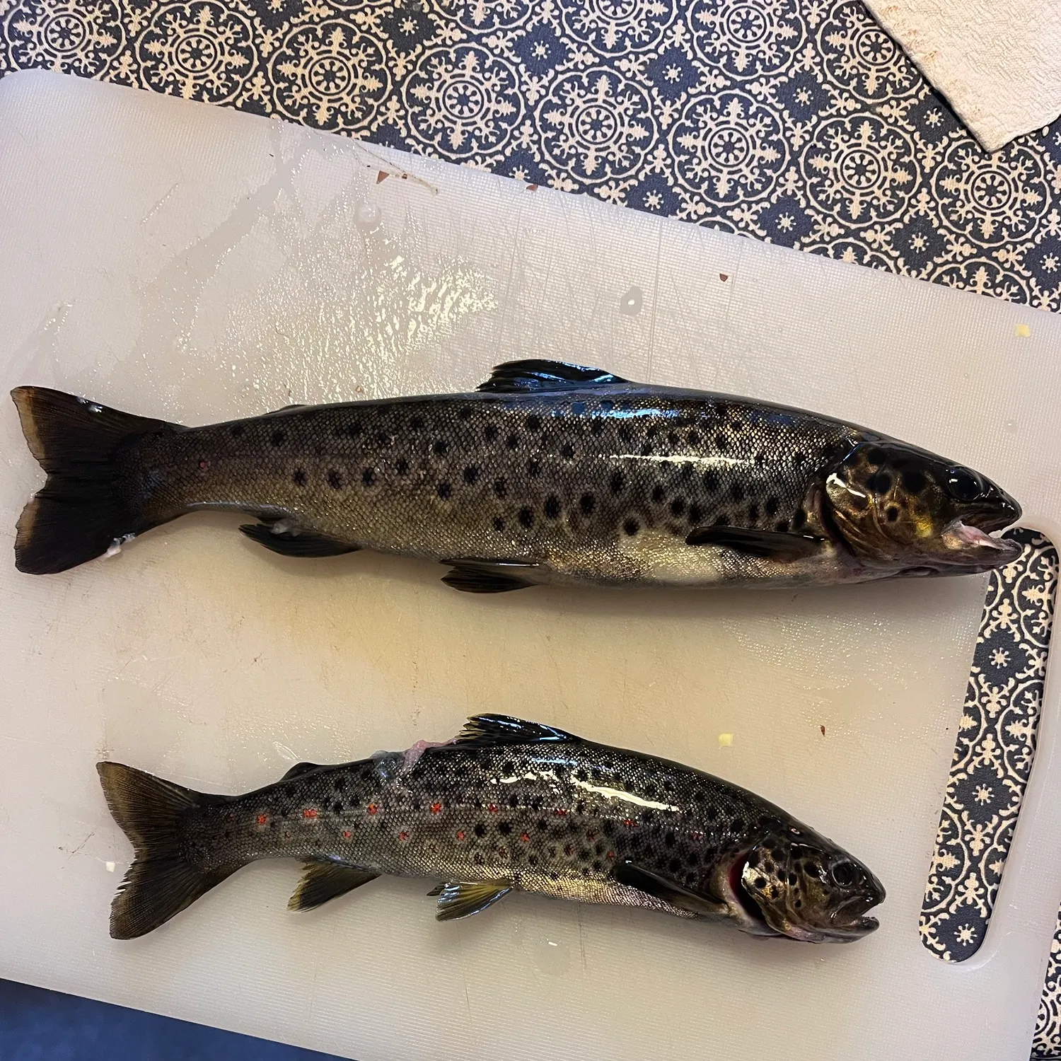 Lake trout caught on Fishbrain