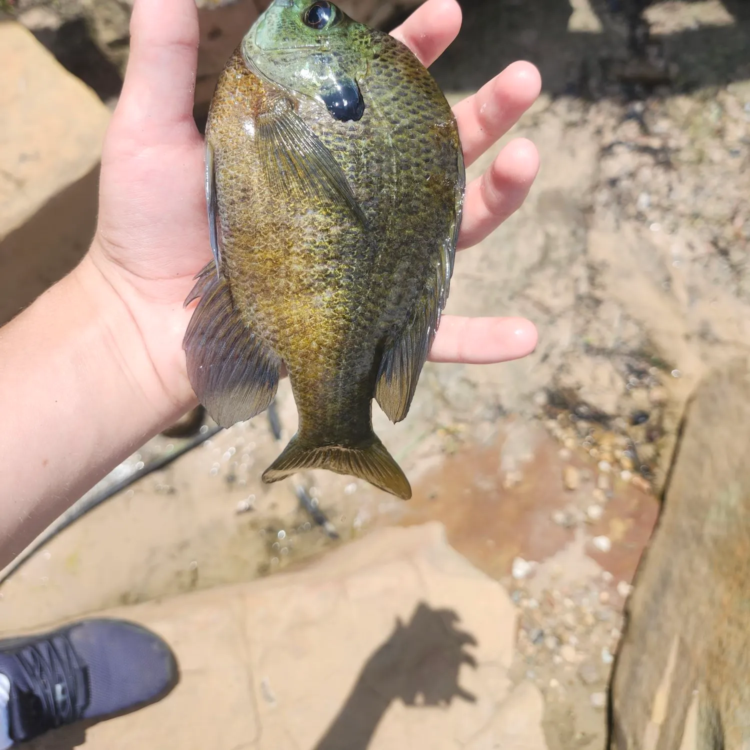 Bluegill caught on Fishbrain
