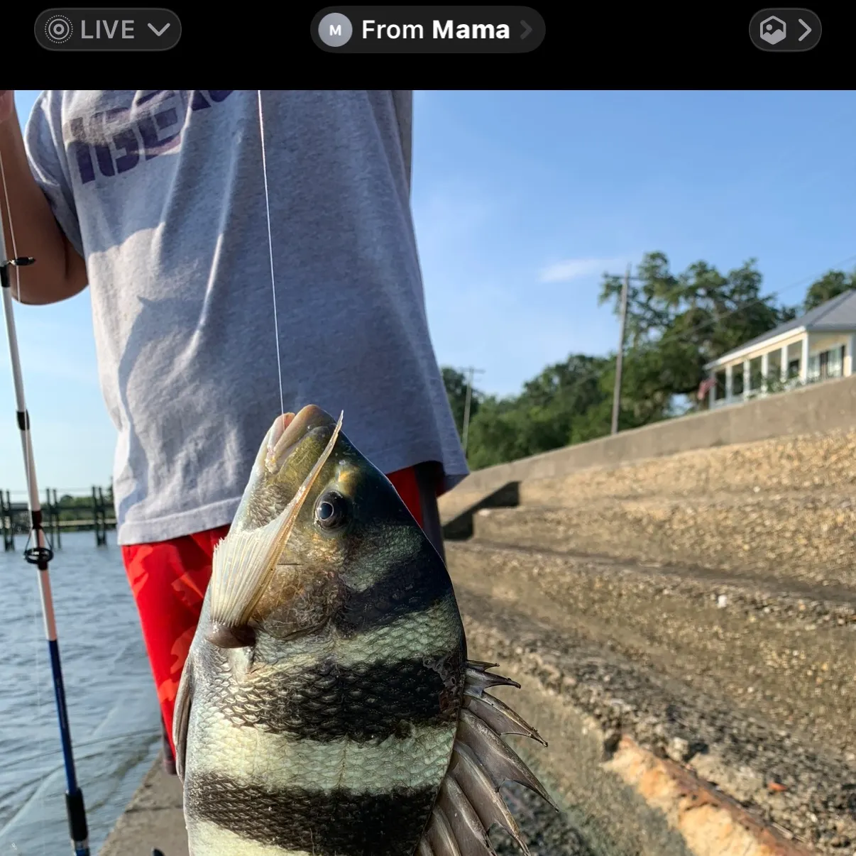 The most recent Sheepshead catches on Fishbrain