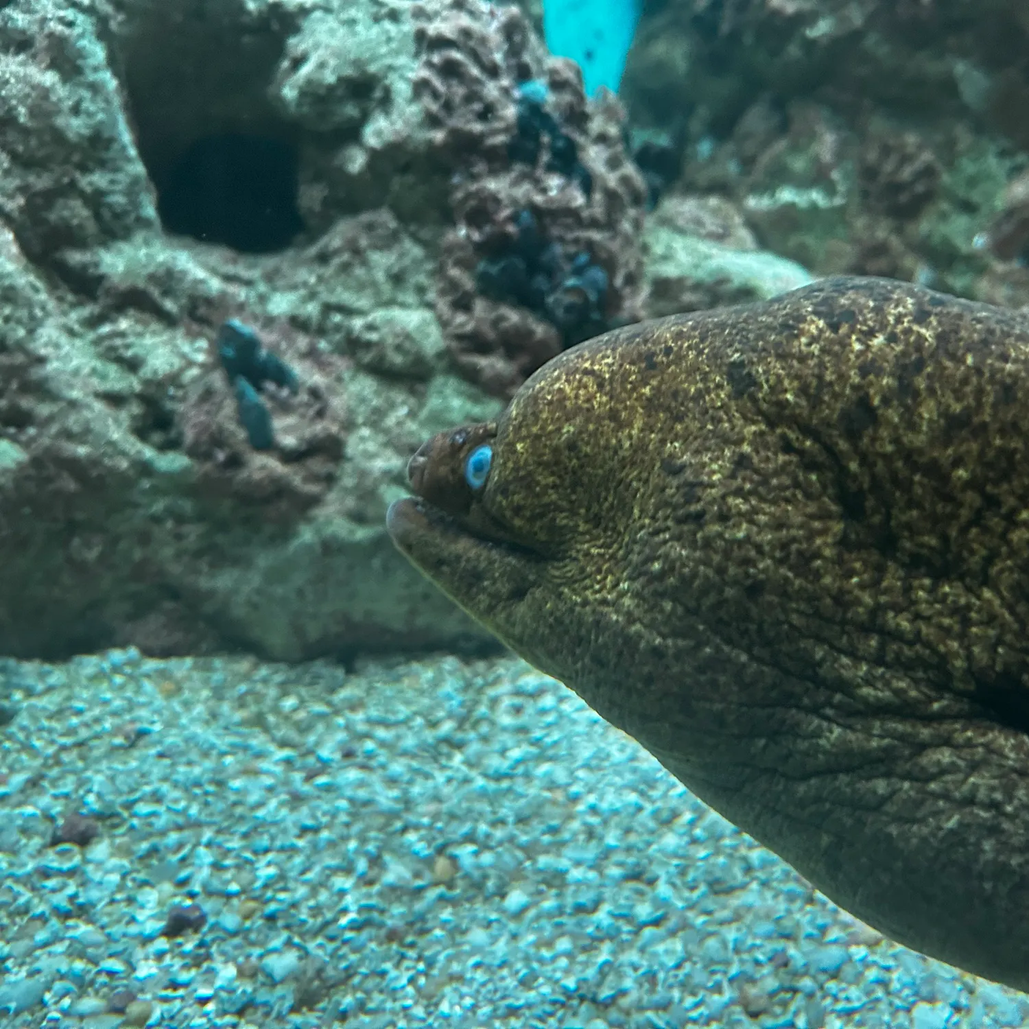 The most recent California moray catches on Fishbrain