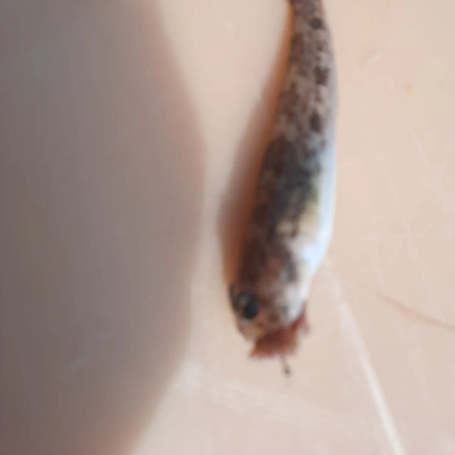 The most recent Sand goby catches on Fishbrain