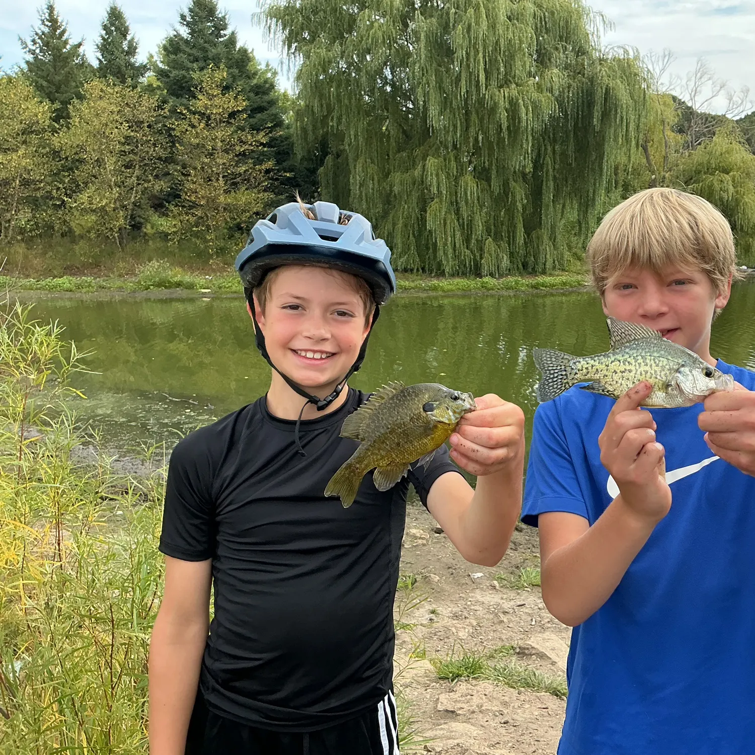 Black crappie caught on Fishbrain