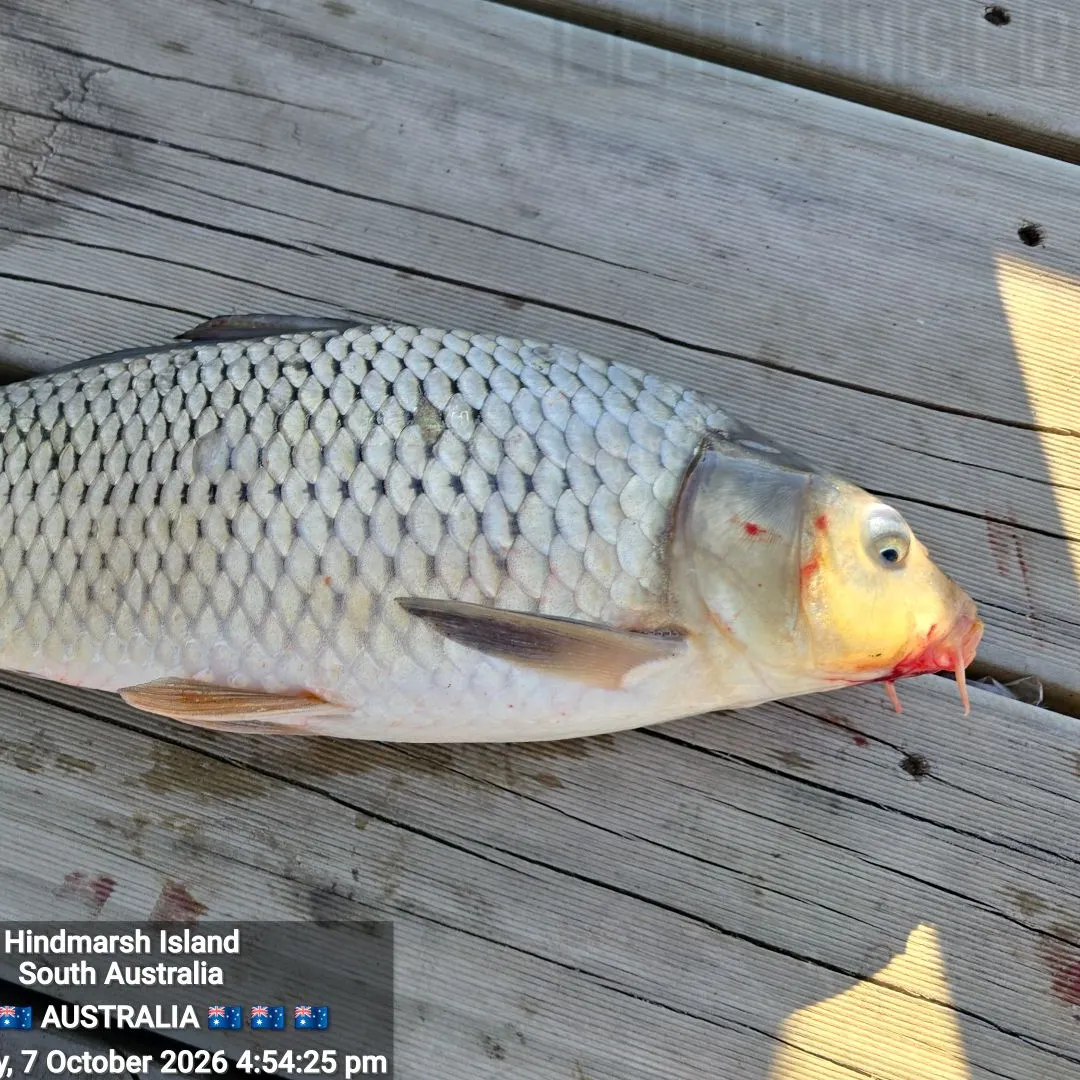 Common carp caught on Fishbrain
