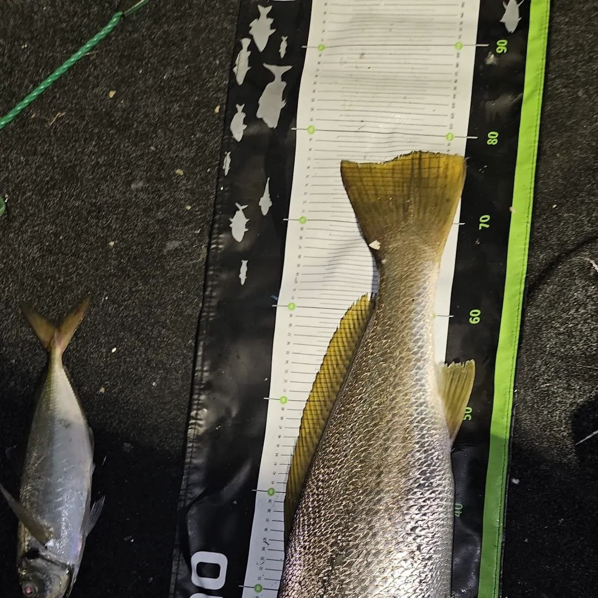 The most recent Japanese meagre catches on Fishbrain