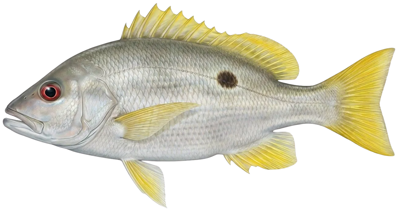 One-spot snapper