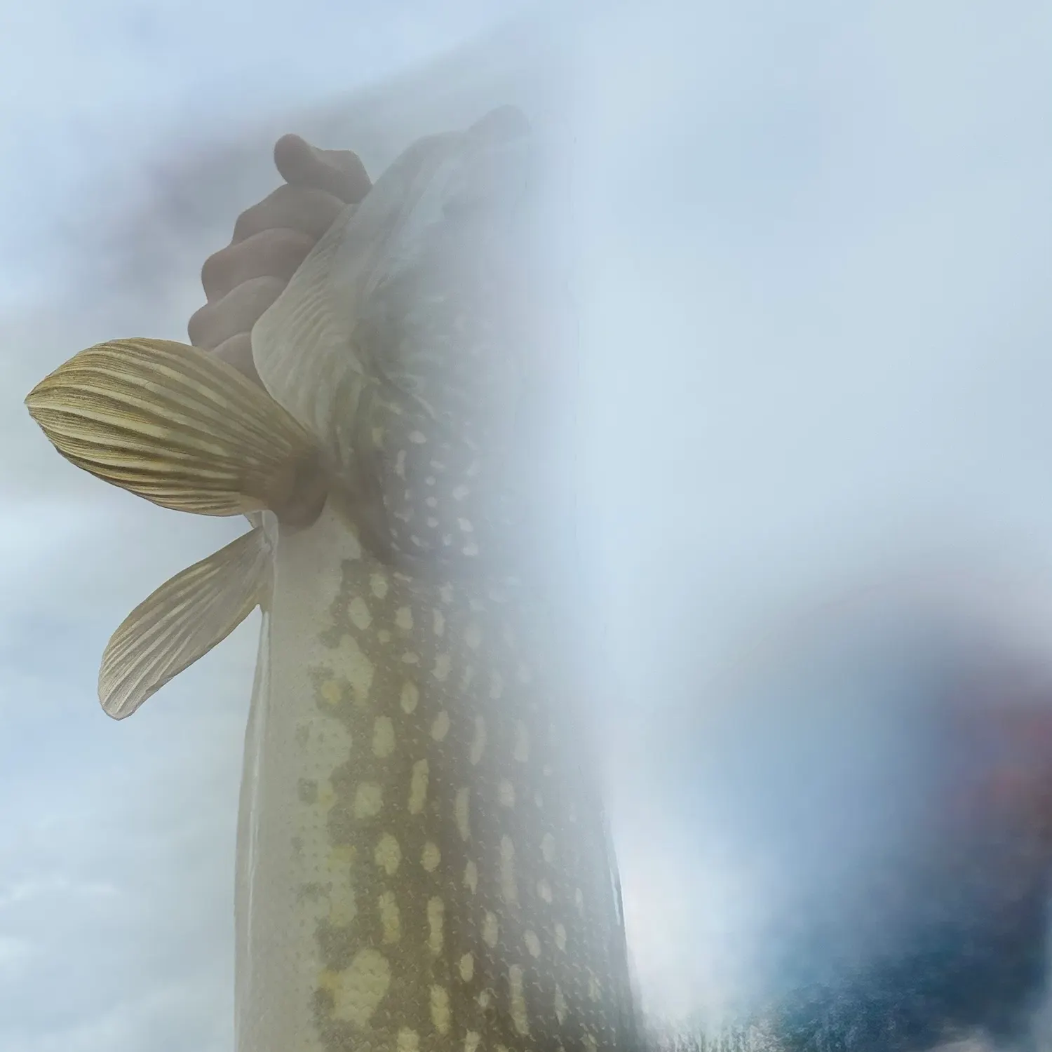 Northern pike caught on Fishbrain