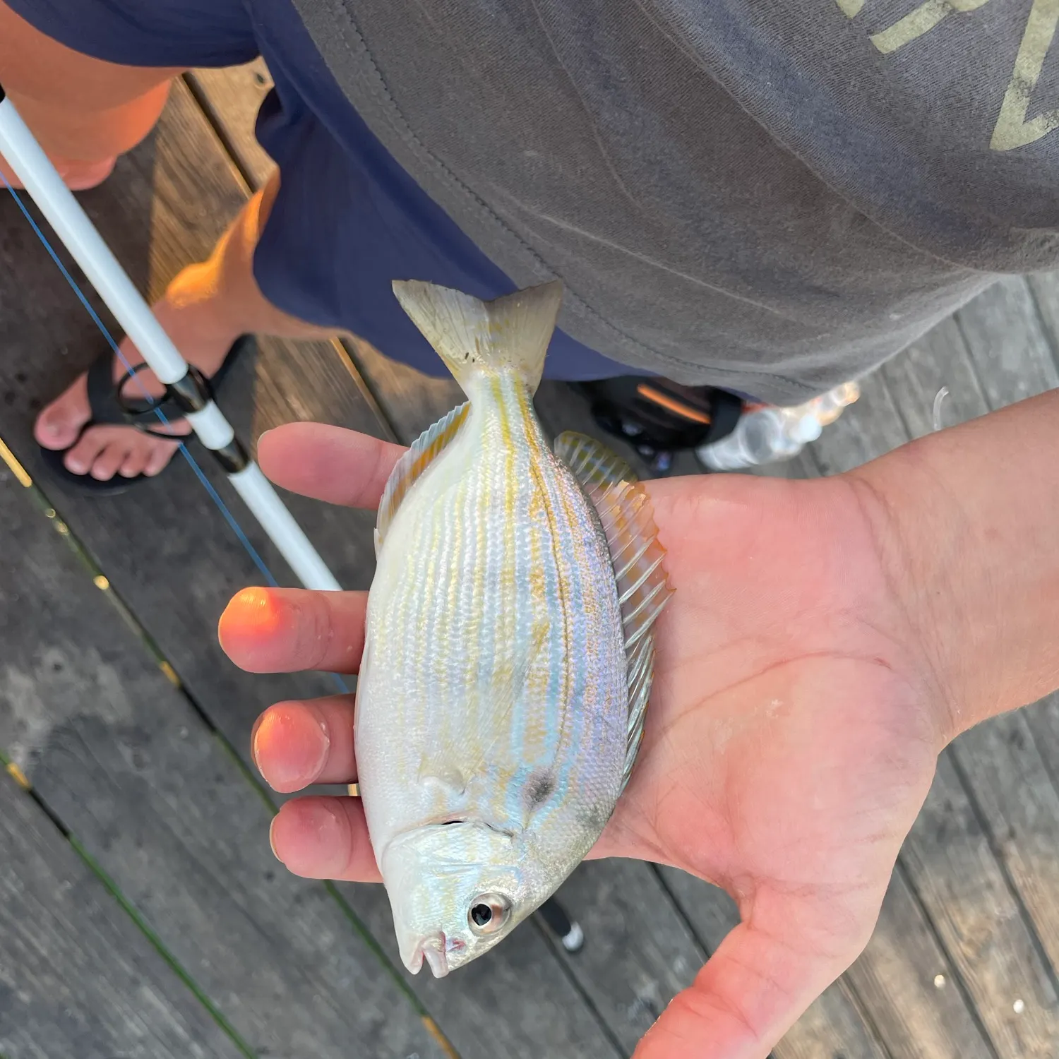 Pinfish caught on Fishbrain