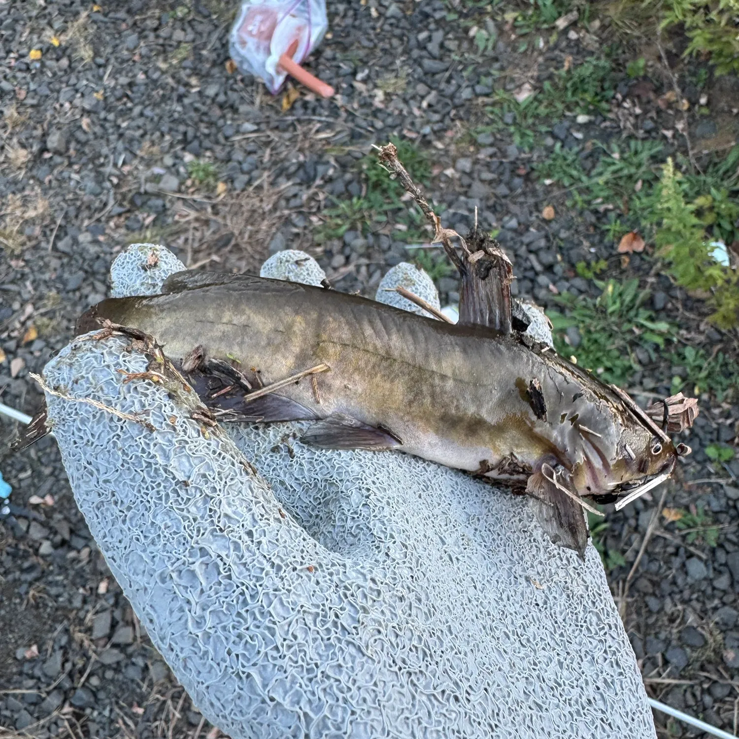 Yellow bullhead caught on Fishbrain