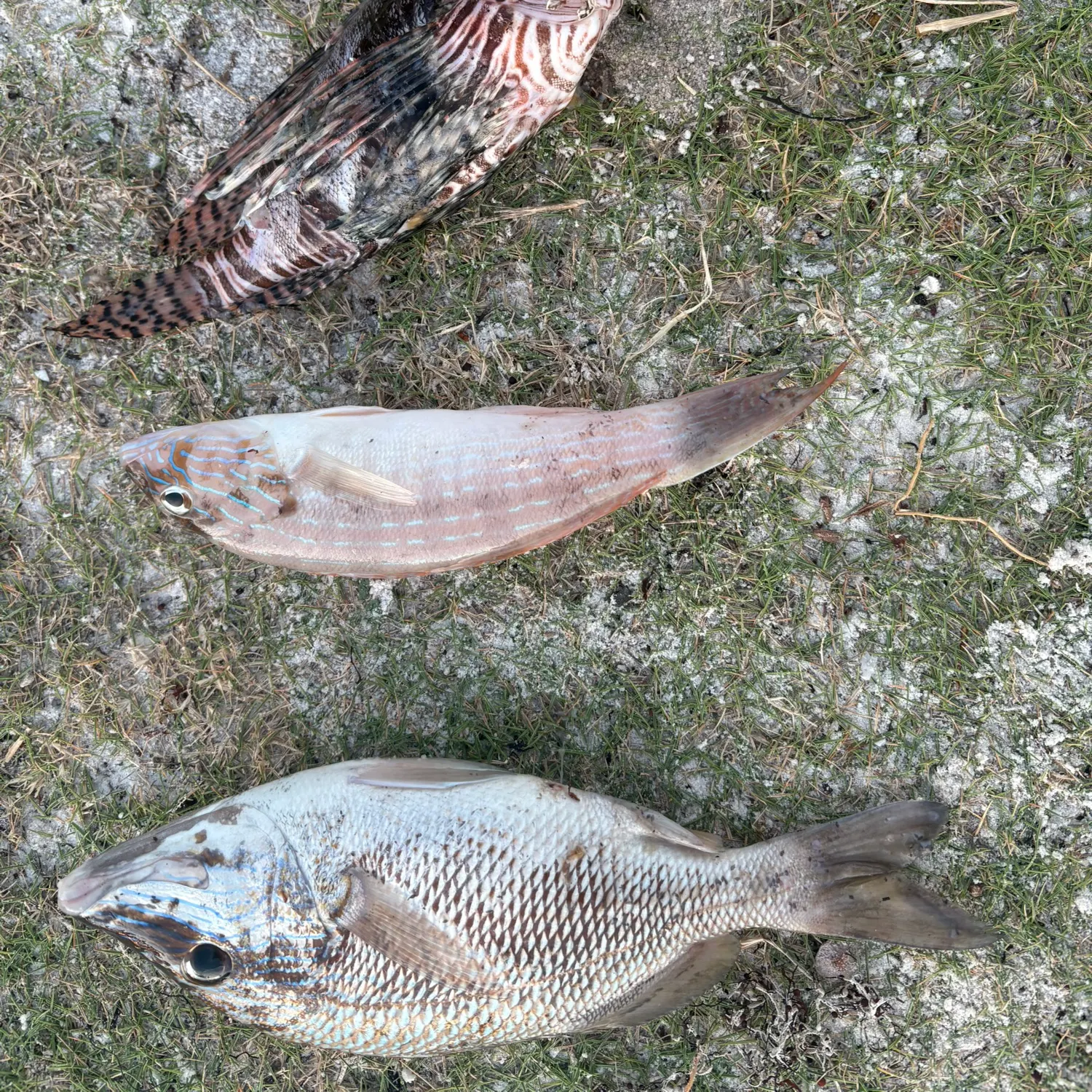 The most recent Red lionfish catches on Fishbrain