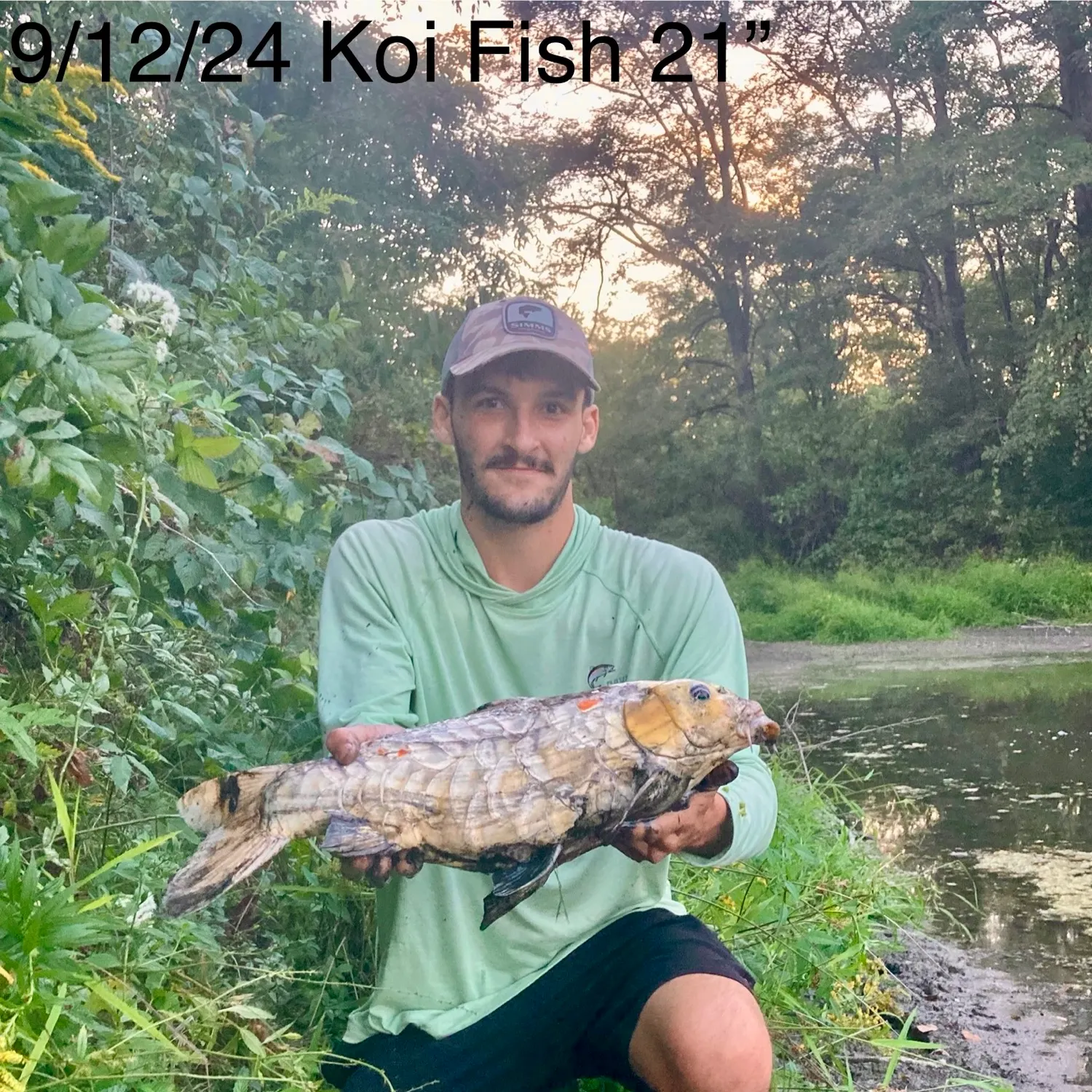 The most recent Koi carp catches on Fishbrain