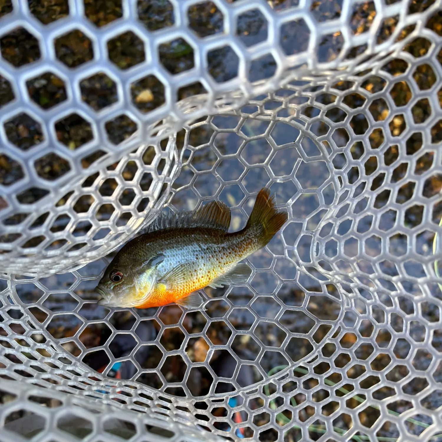 Redbreast sunfish caught on Fishbrain