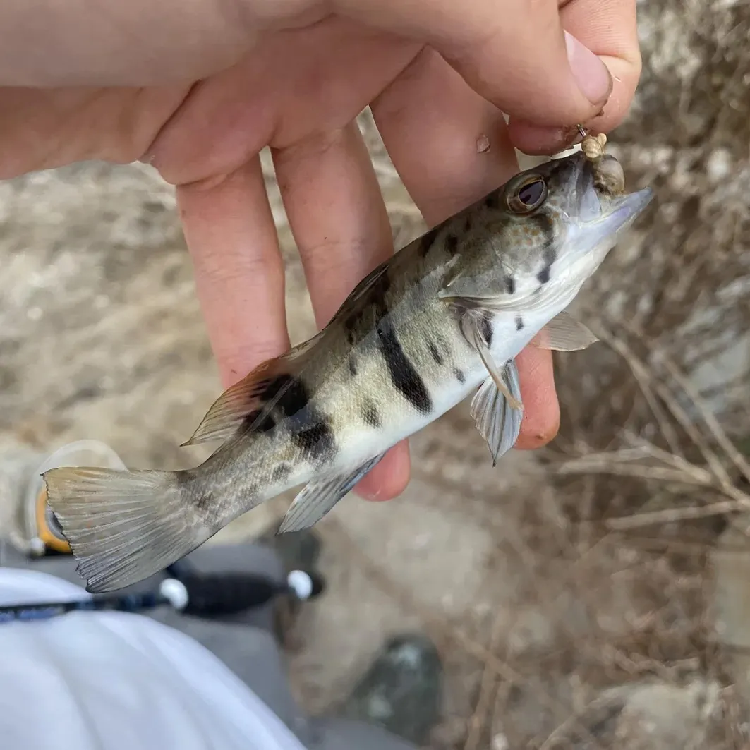 Barred sand bass caught on Fishbrain