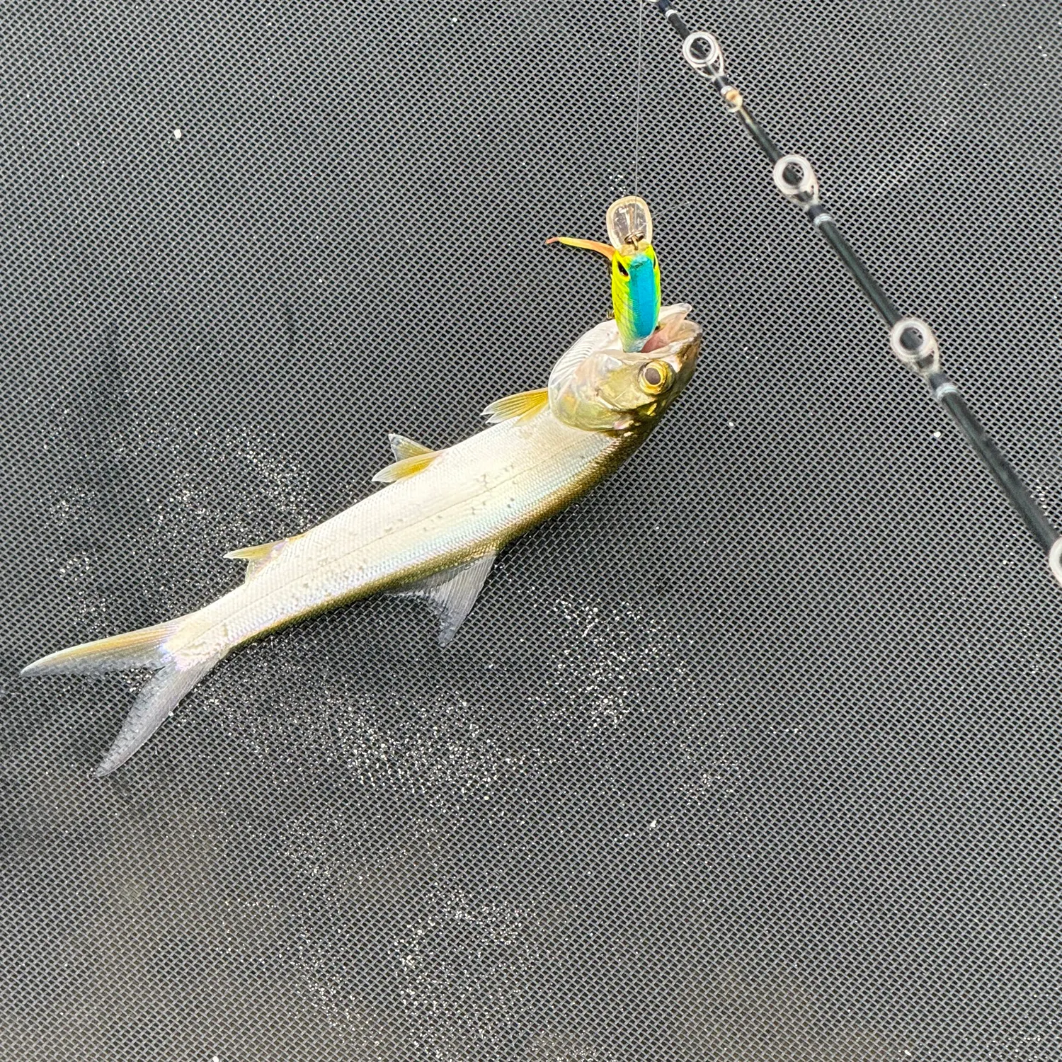 The most recent Ladyfish catches on Fishbrain