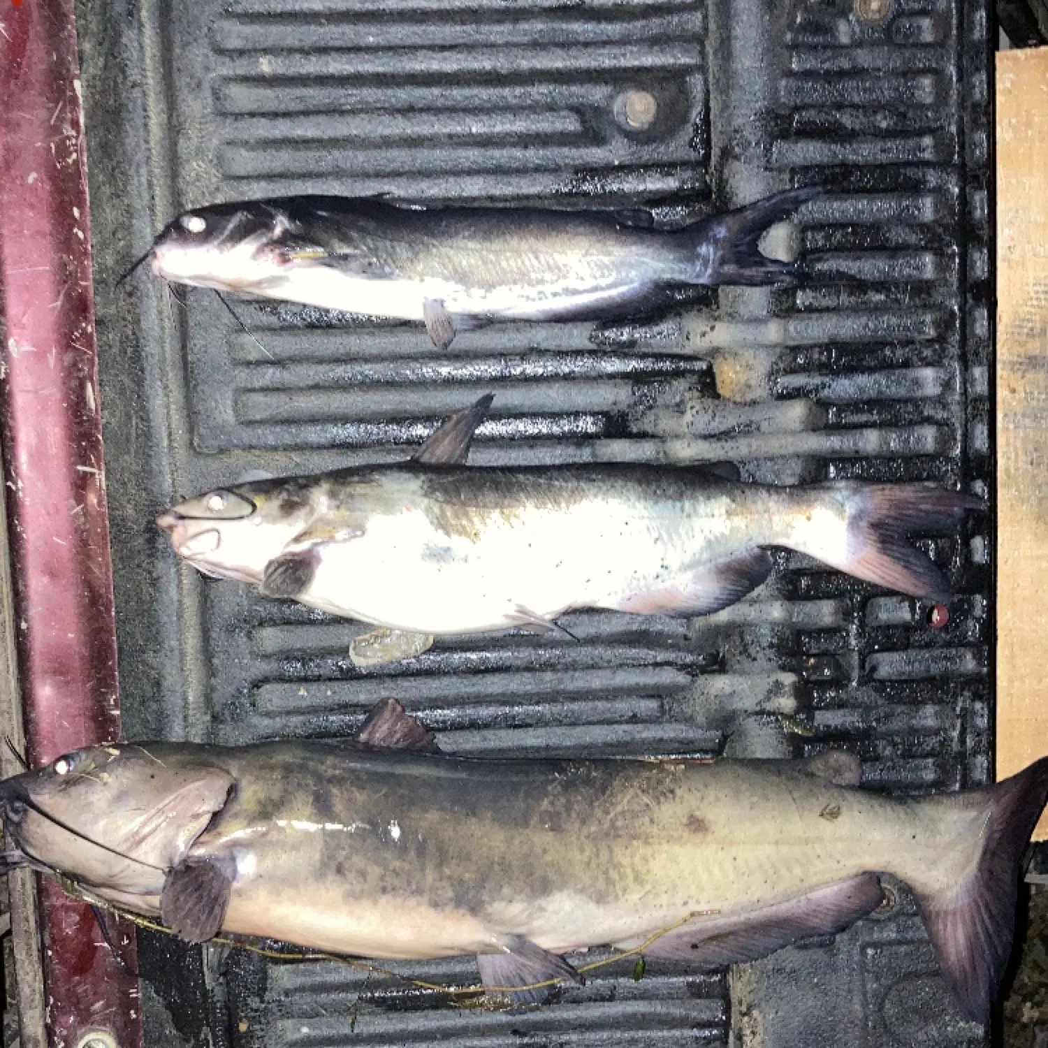 recently logged catches