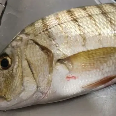 The most recent Striped seabream catches on Fishbrain