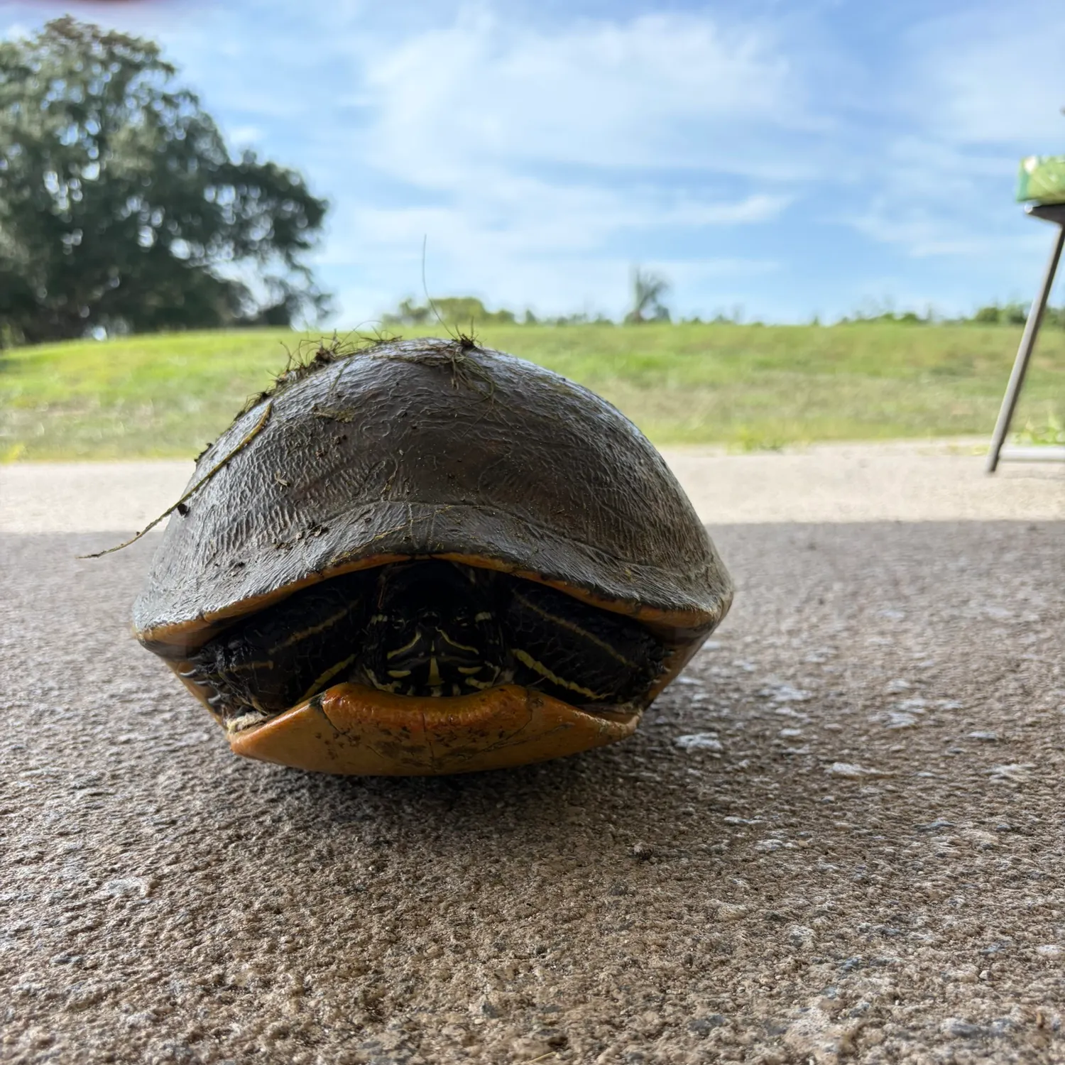 The most recent Pond slider turtle catches on Fishbrain