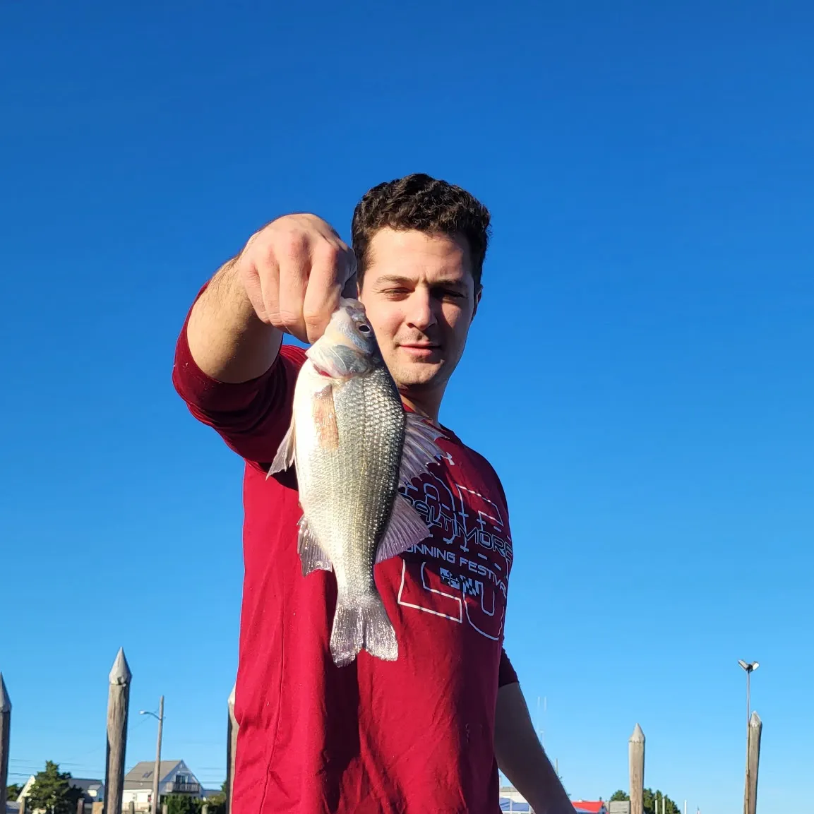 White perch caught on Fishbrain