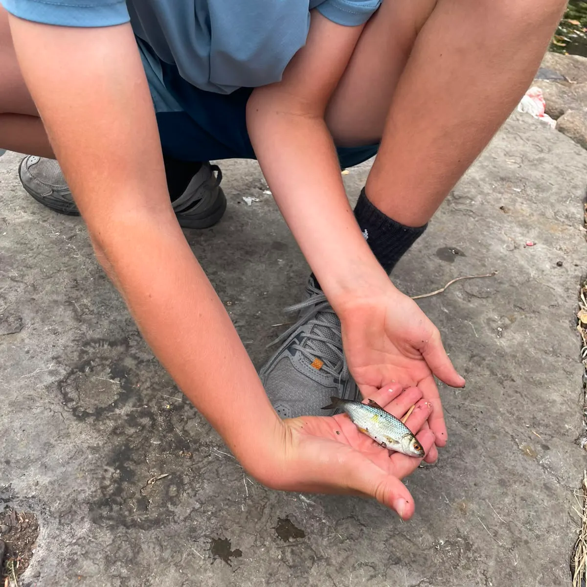 Common rudd caught on Fishbrain