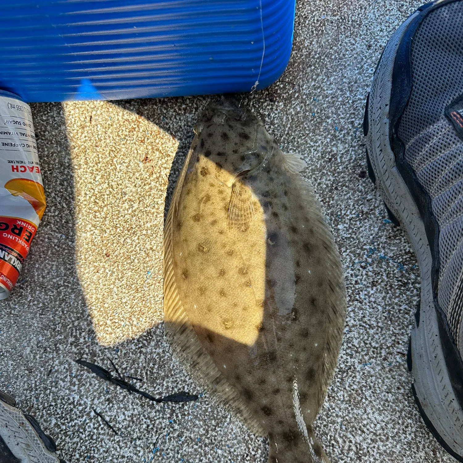 California halibut caught on Fishbrain