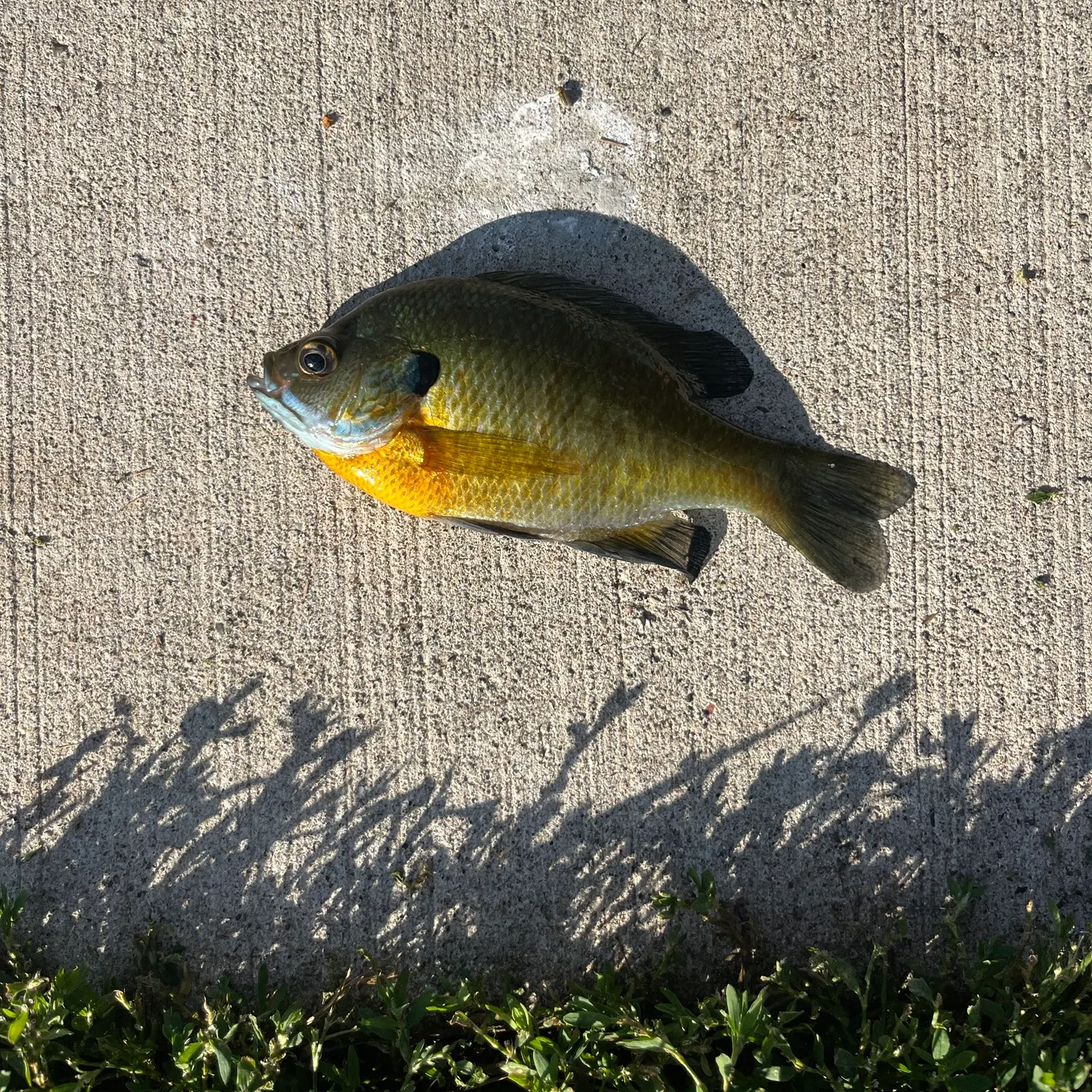 Bluegill caught on Fishbrain
