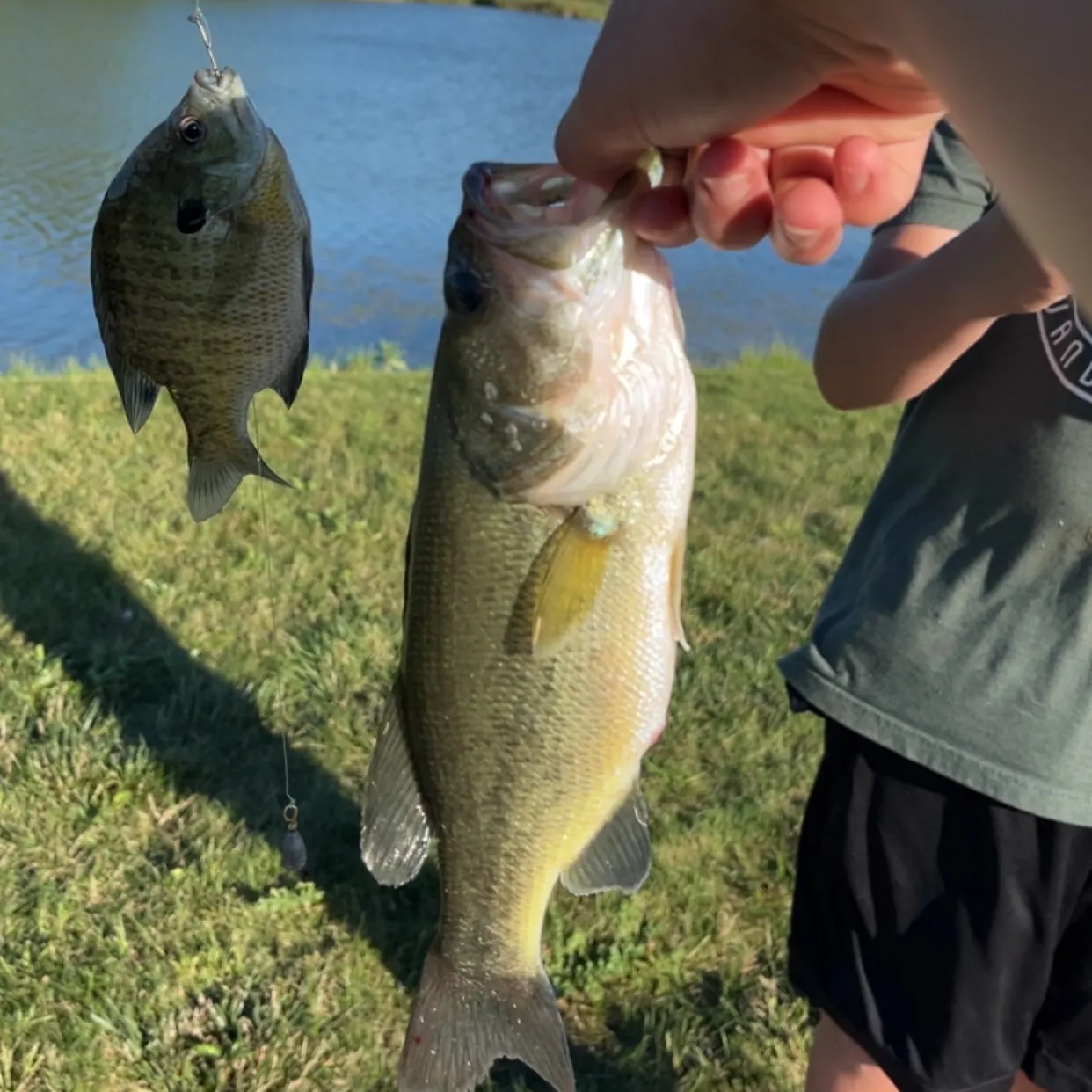 Fish caught on Fishbrain