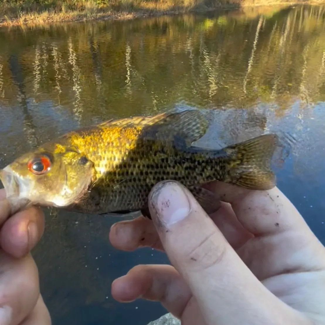 Rock bass caught on Fishbrain