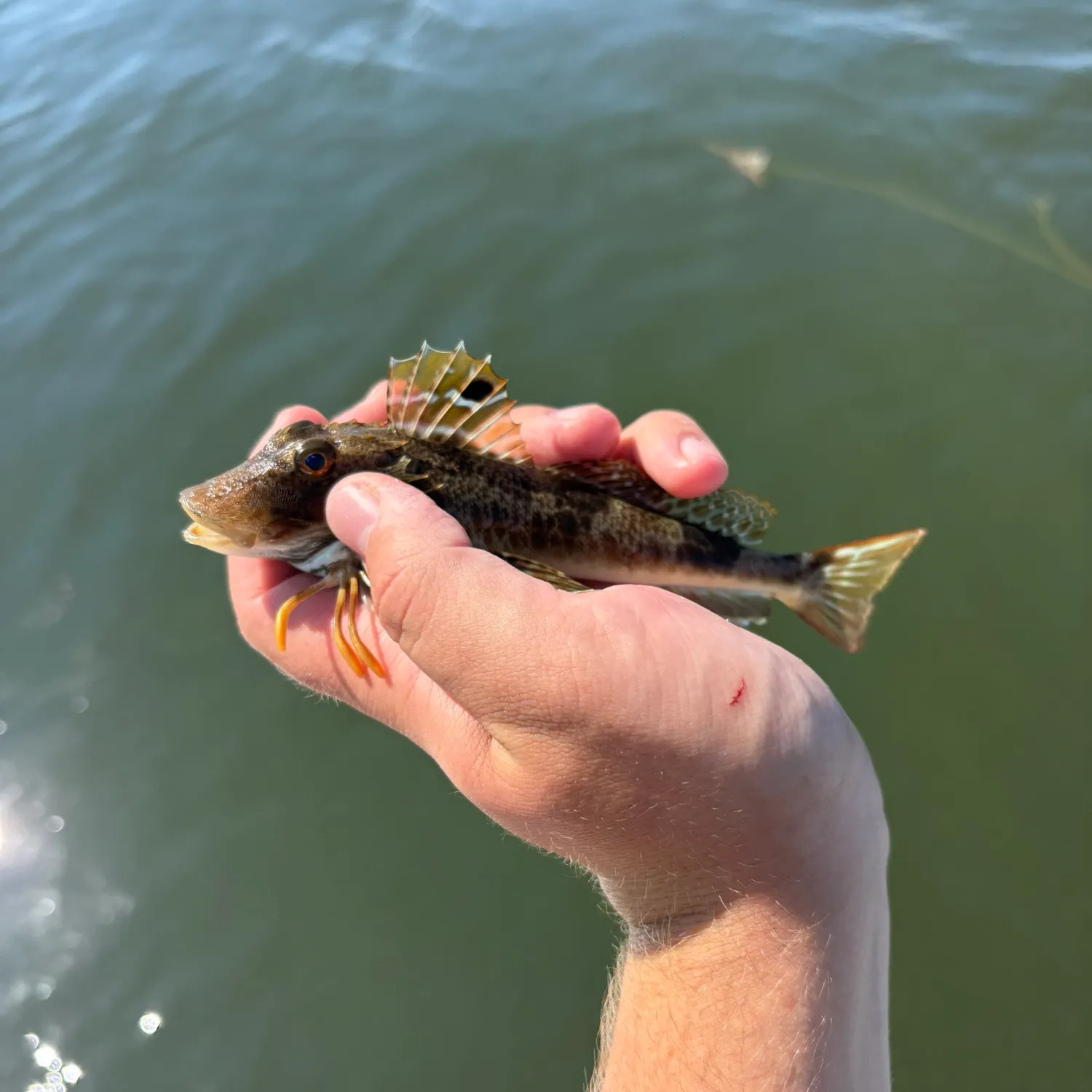 The most recent Northern searobin catches on Fishbrain