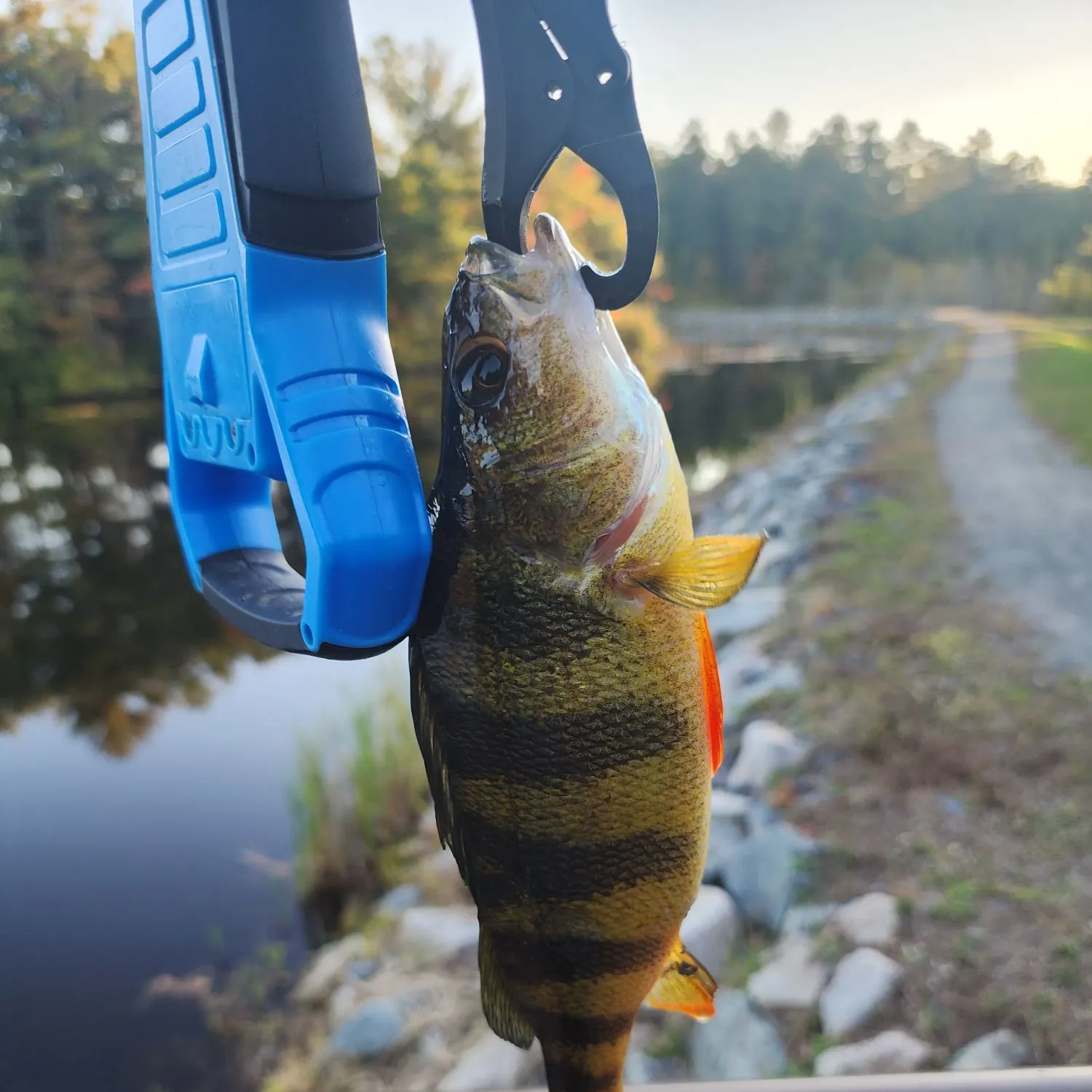 Yellow perch caught on Fishbrain
