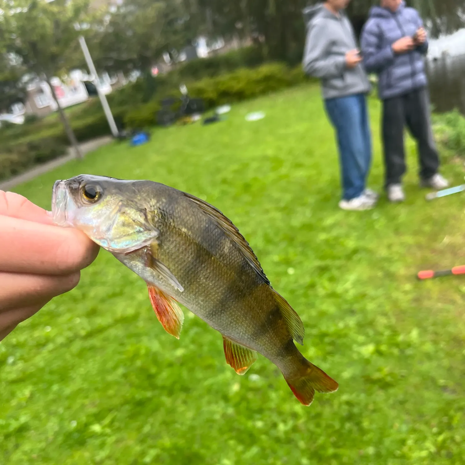 Fish caught on Fishbrain