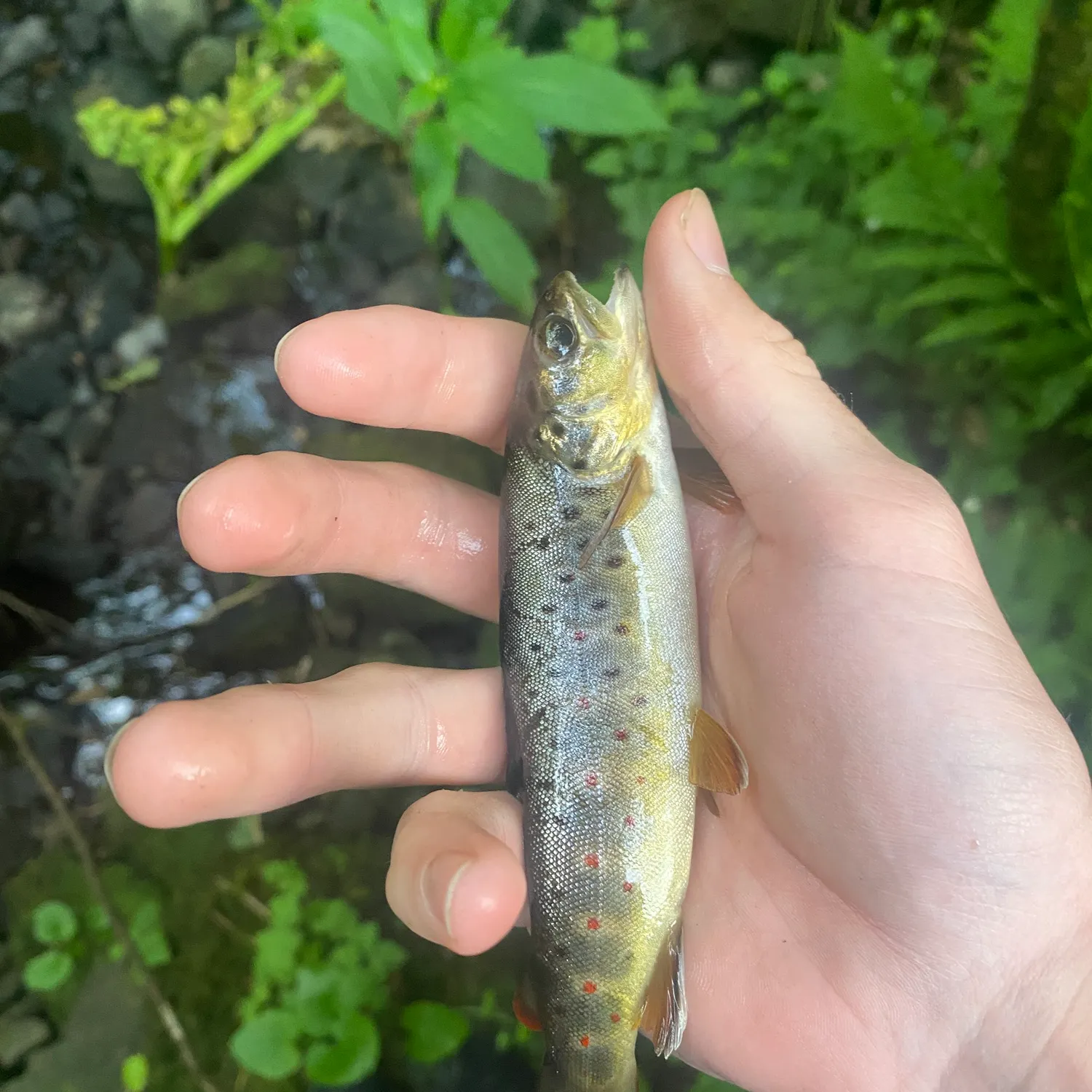 Brown trout caught on Fishbrain
