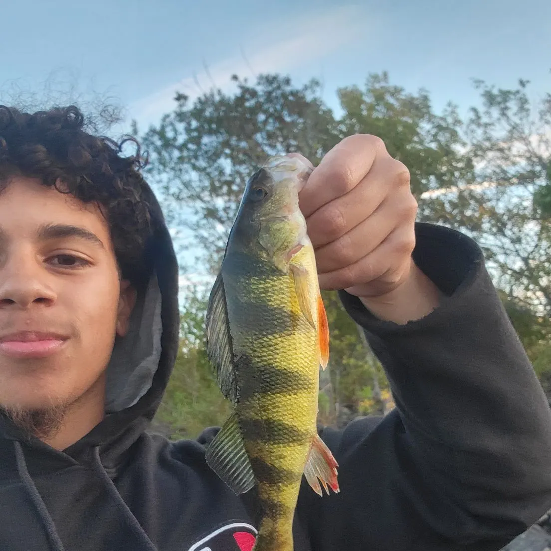 Yellow perch caught on Fishbrain