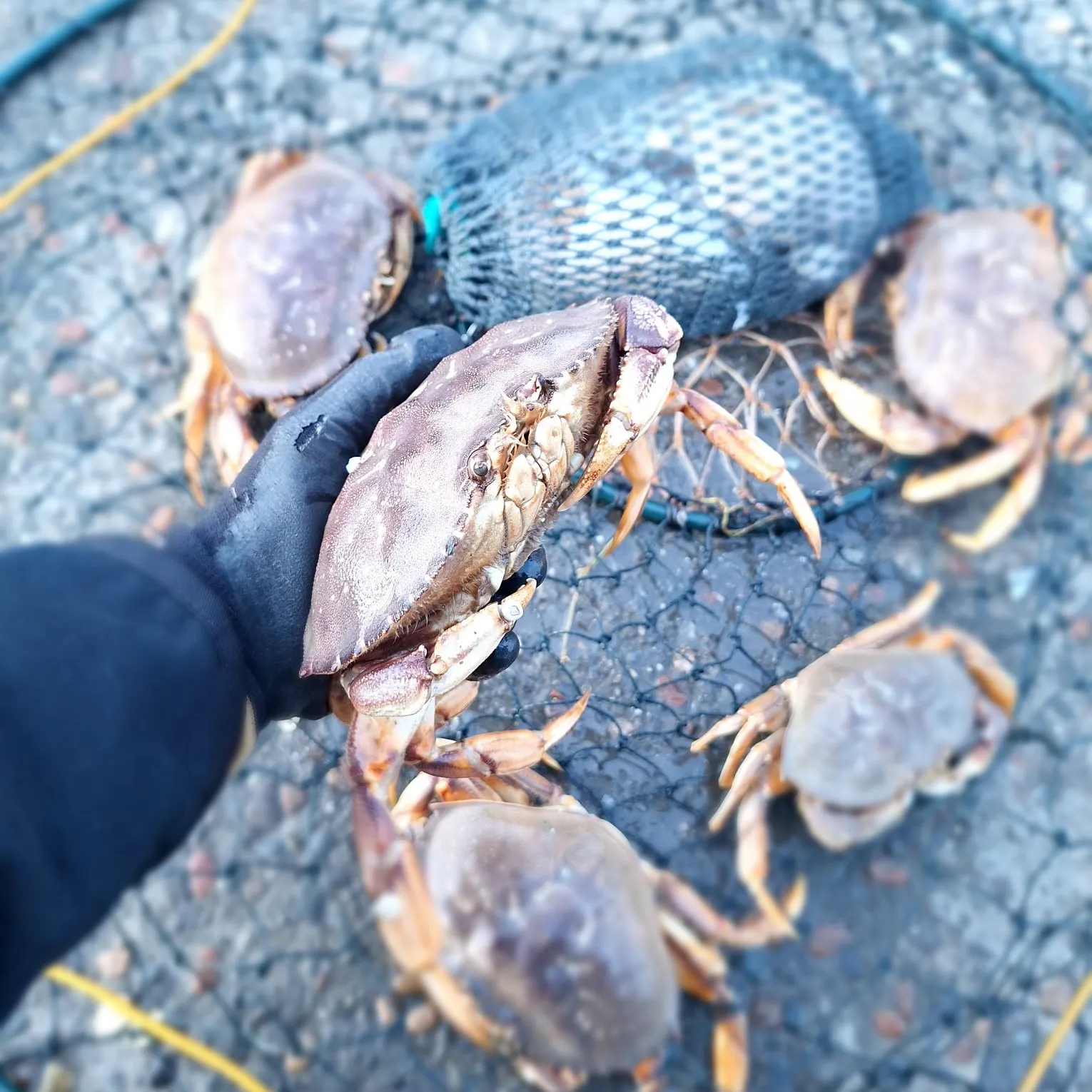 The most recent Dungeness crab catches on Fishbrain