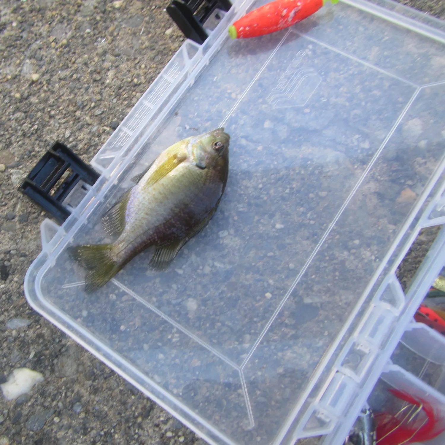 Bluegill caught on Fishbrain