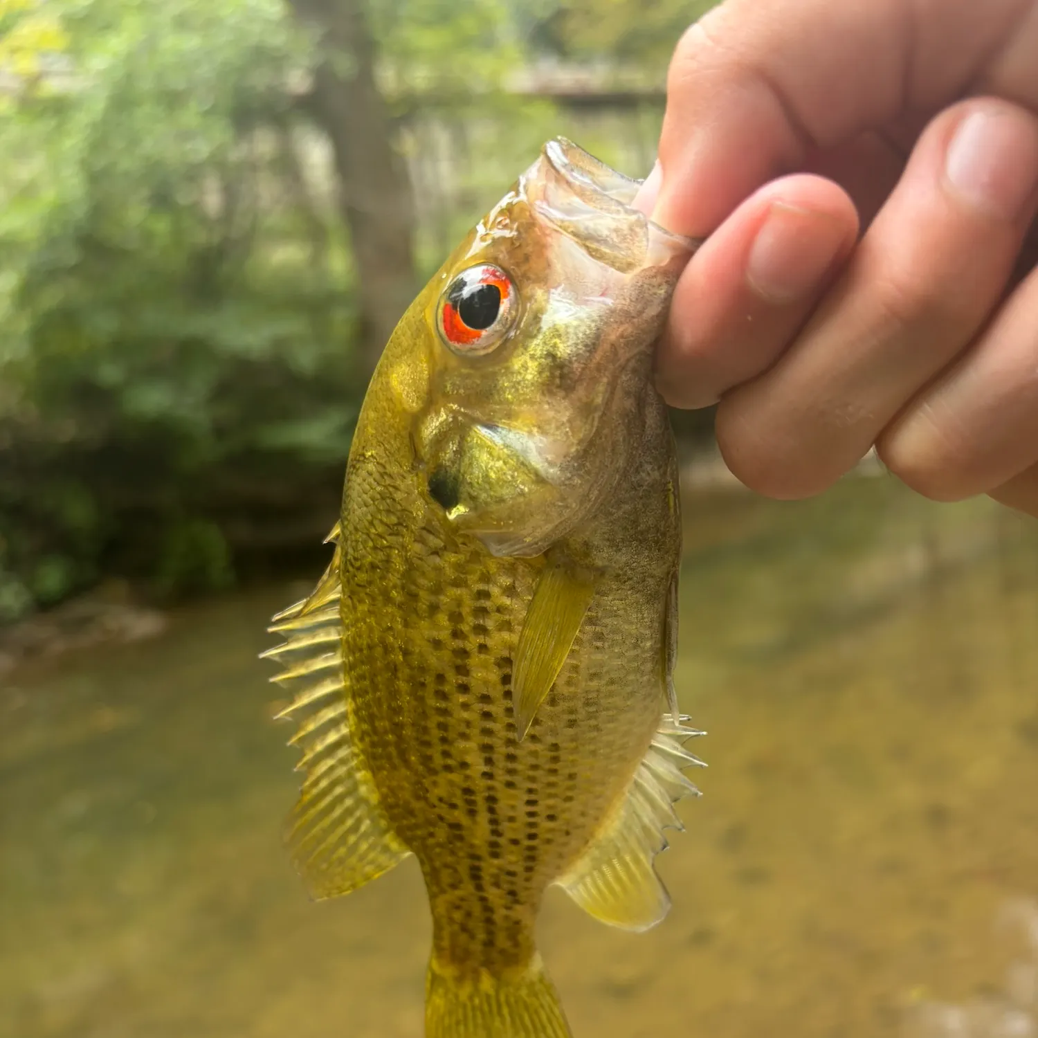 Rock bass caught on Fishbrain