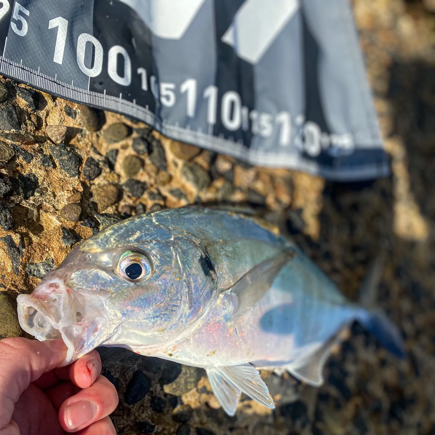 White trevally caught on Fishbrain