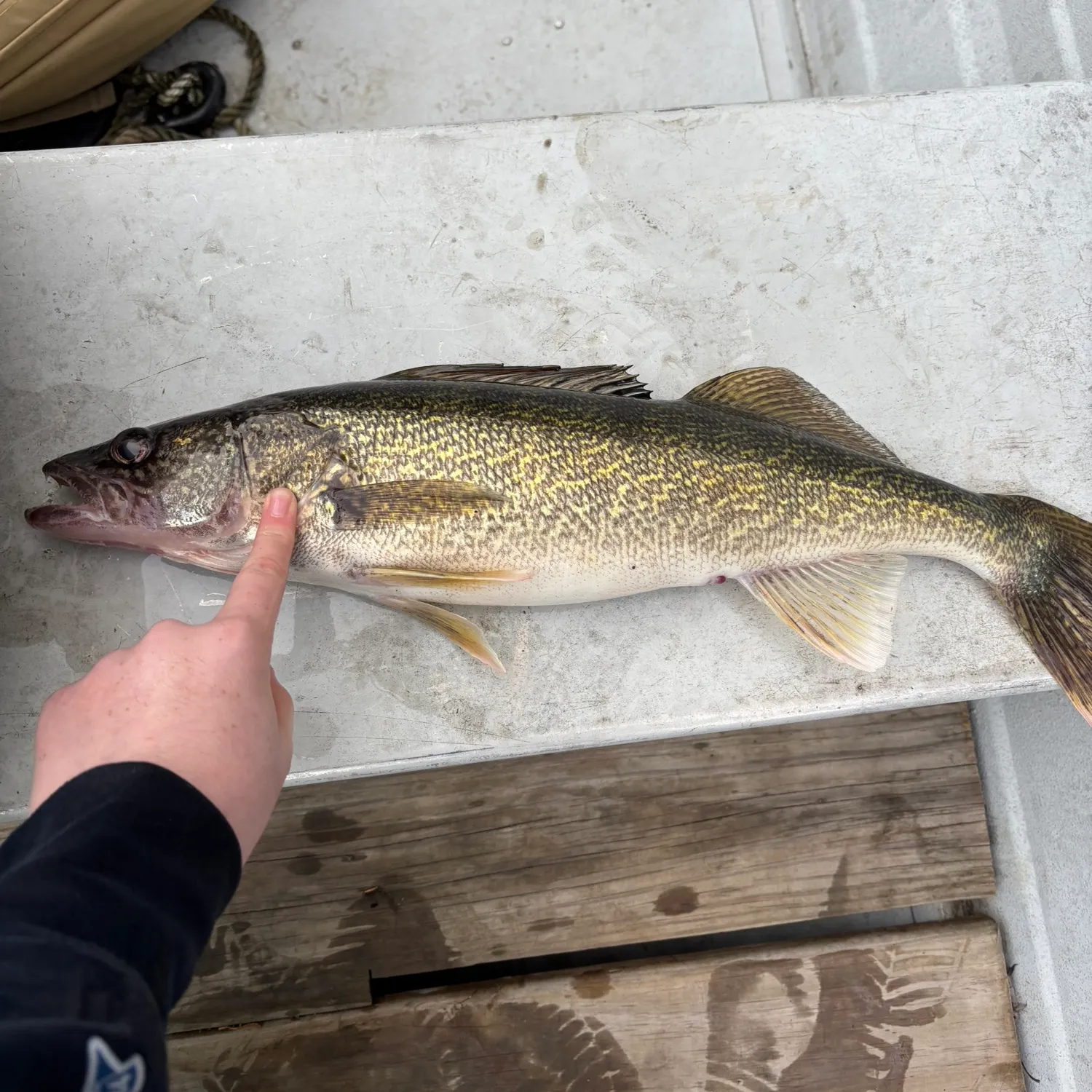 Walleye caught on Fishbrain