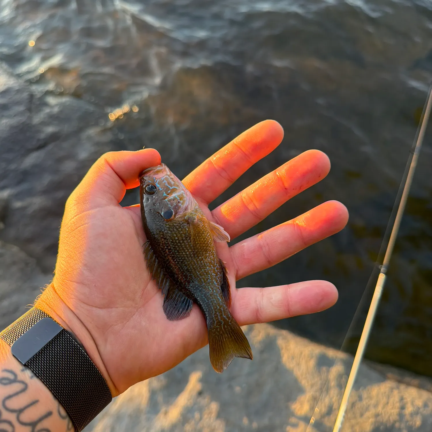 Green sunfish caught on Fishbrain