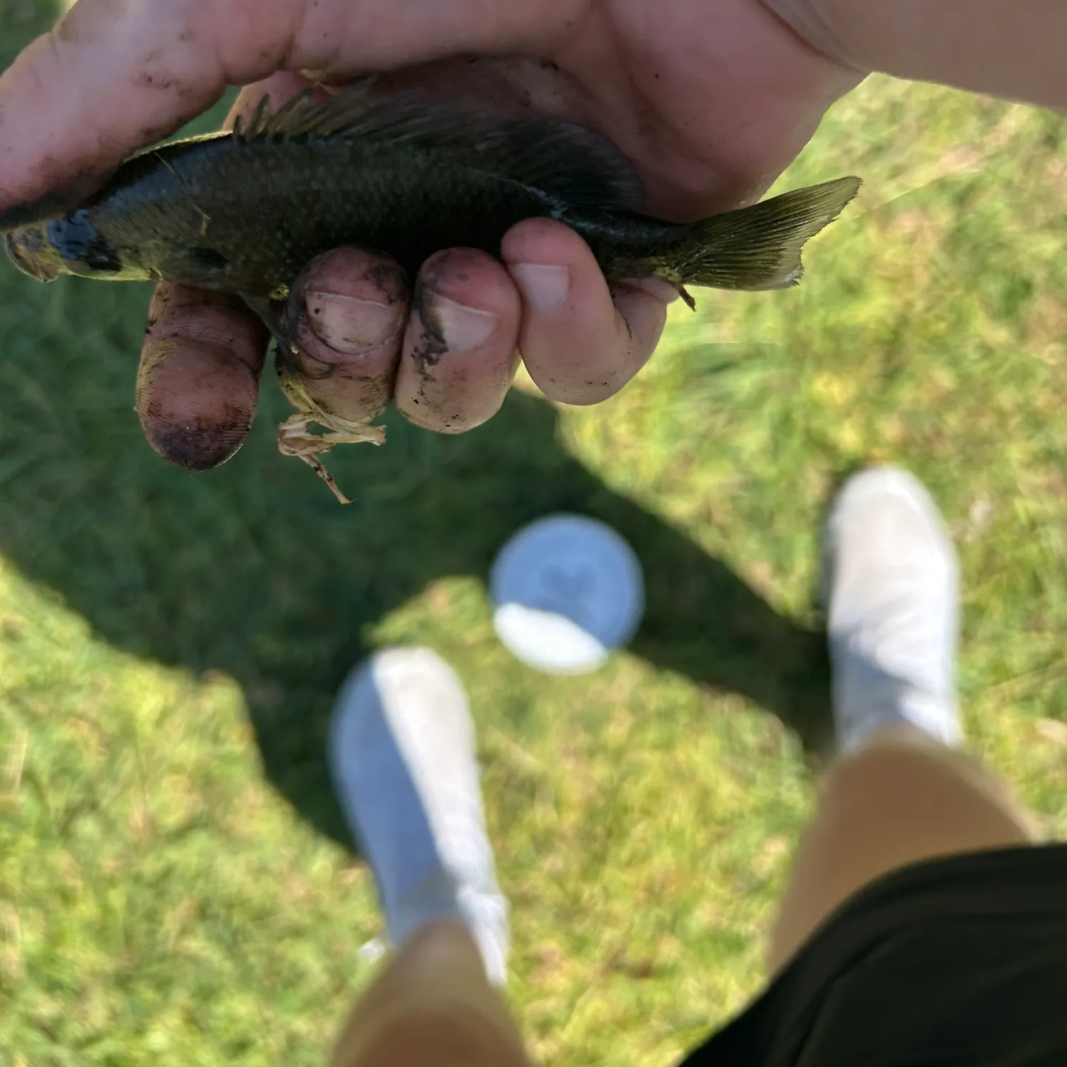 The most recent Oscar catches on Fishbrain