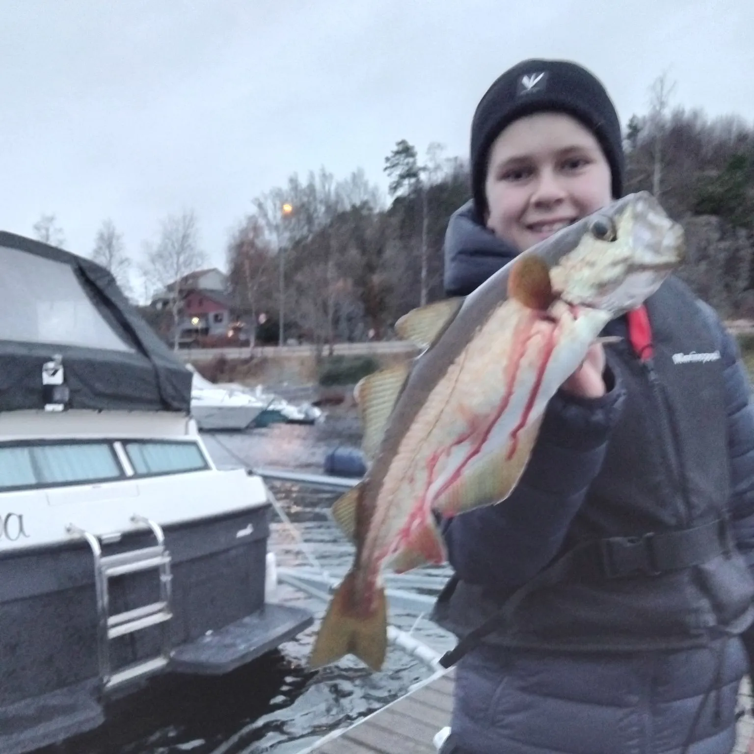 The most recent Pollack catches on Fishbrain