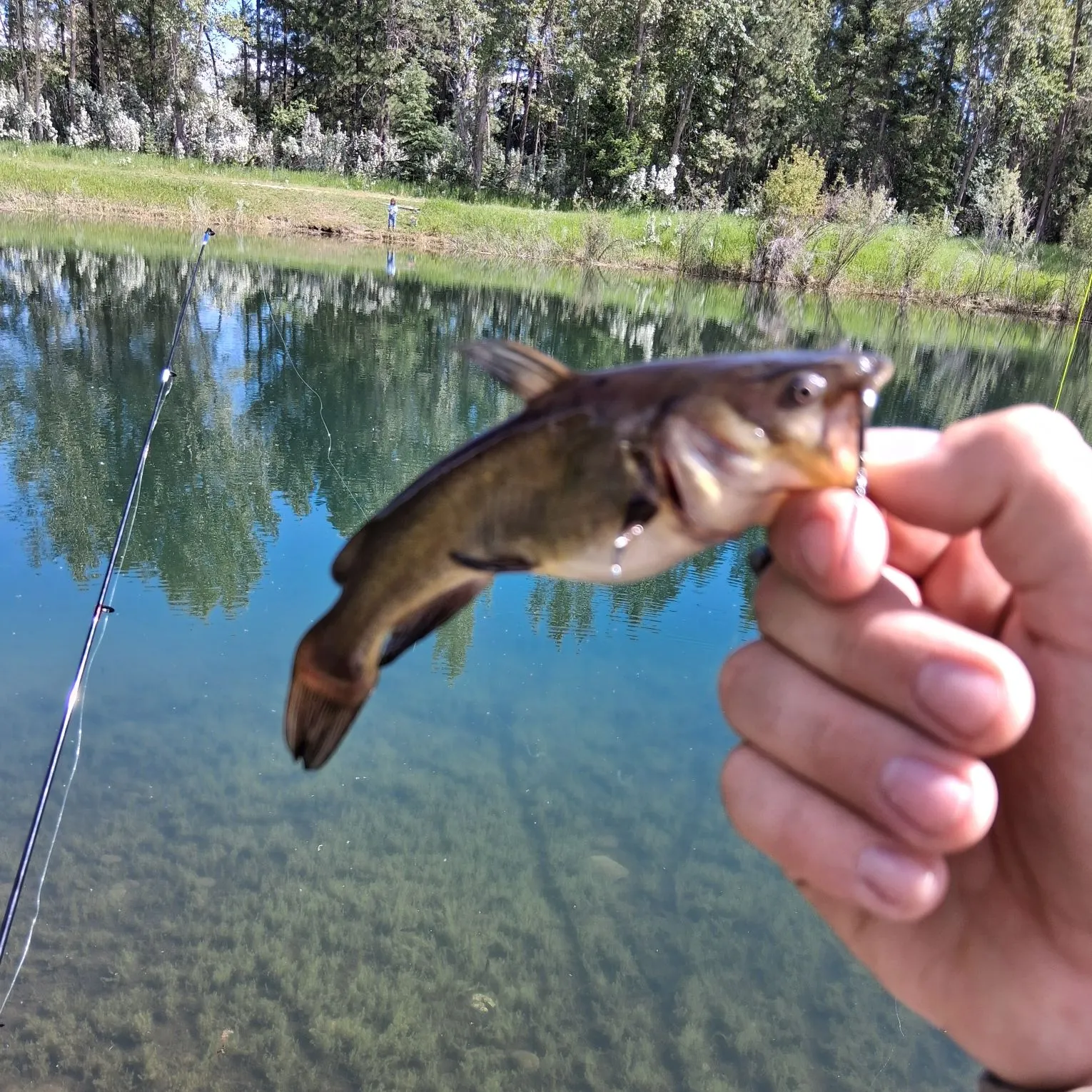 Yellow bullhead caught on Fishbrain