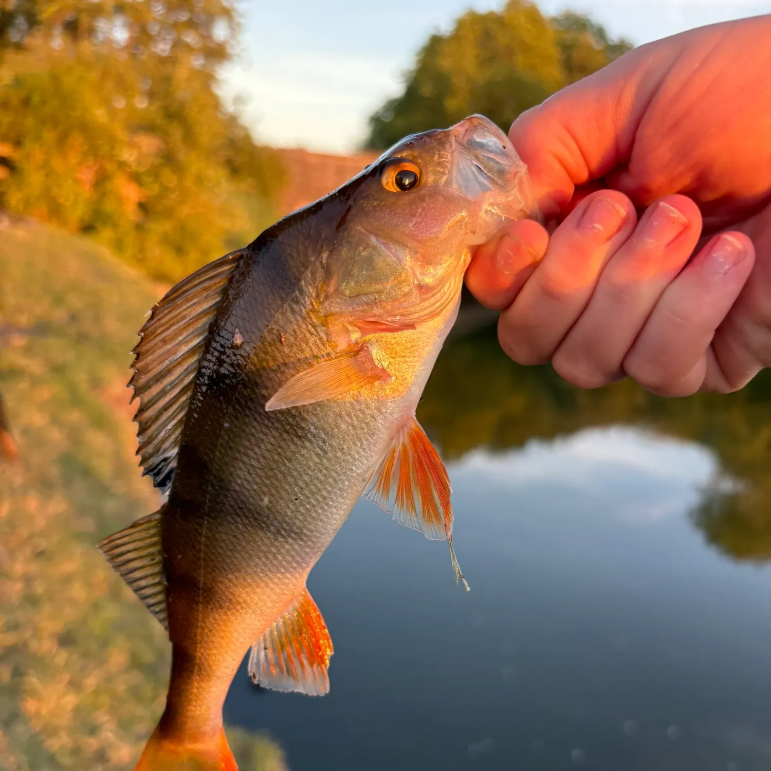 European perch caught on Fishbrain