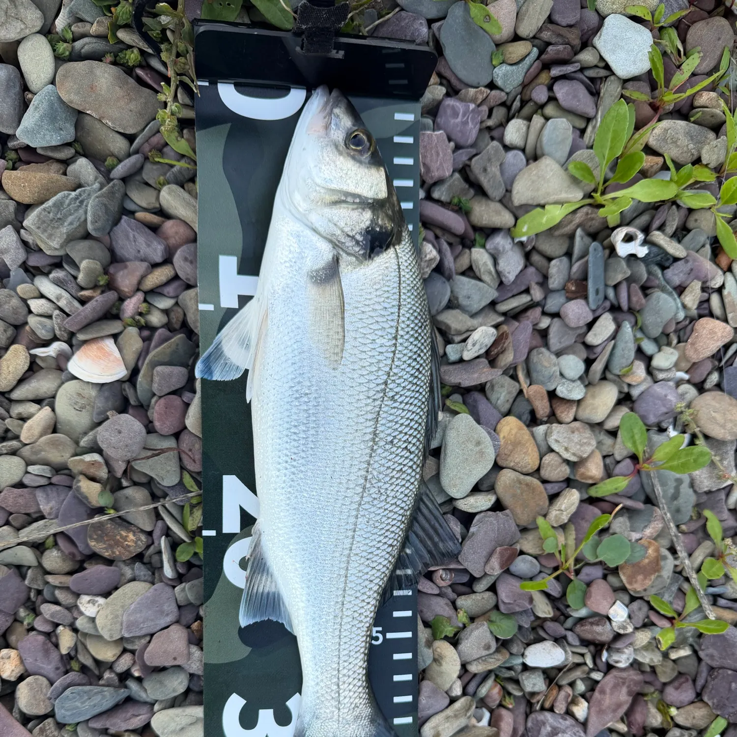 The most recent European seabass catches on Fishbrain