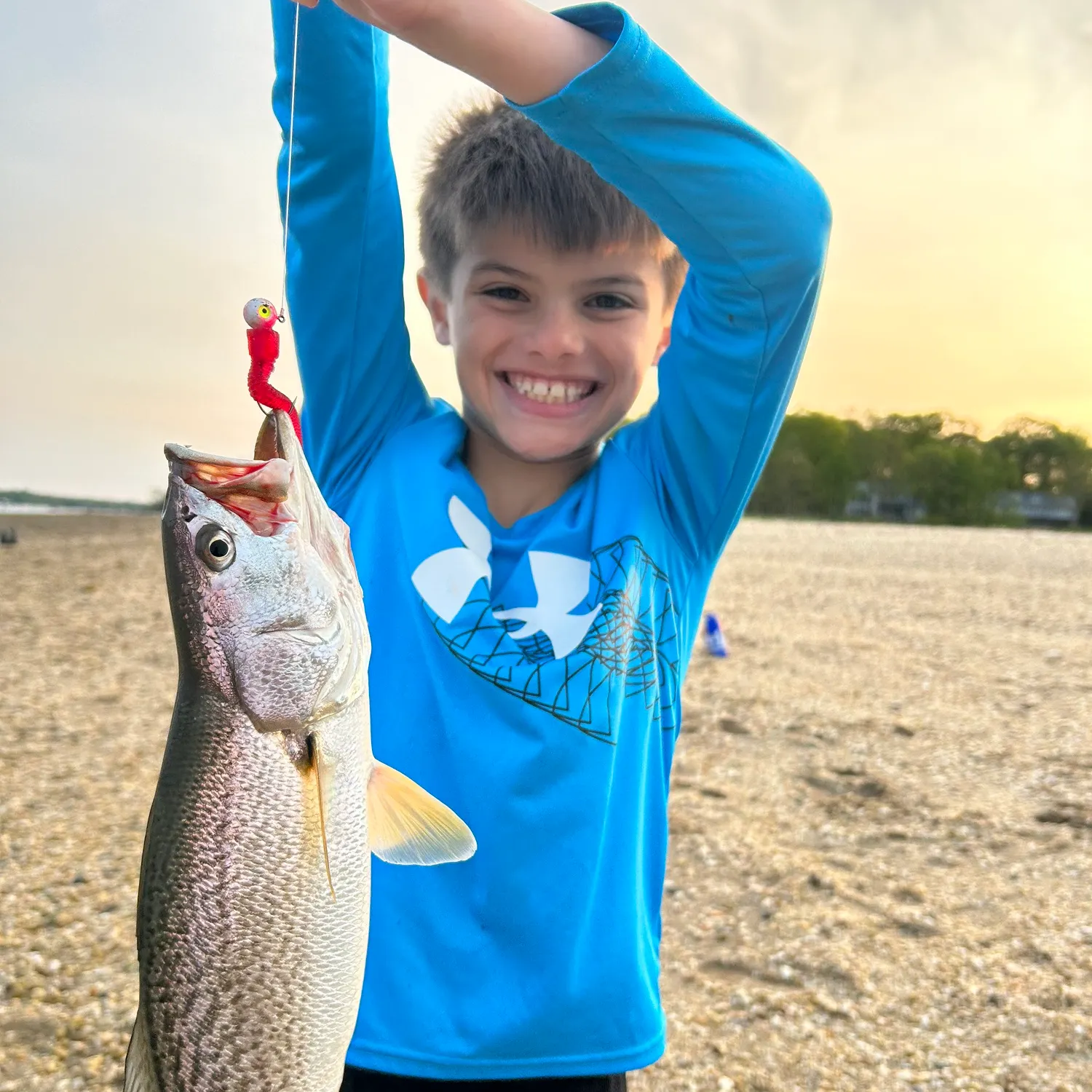 The most recent Gray weakfish catches on Fishbrain