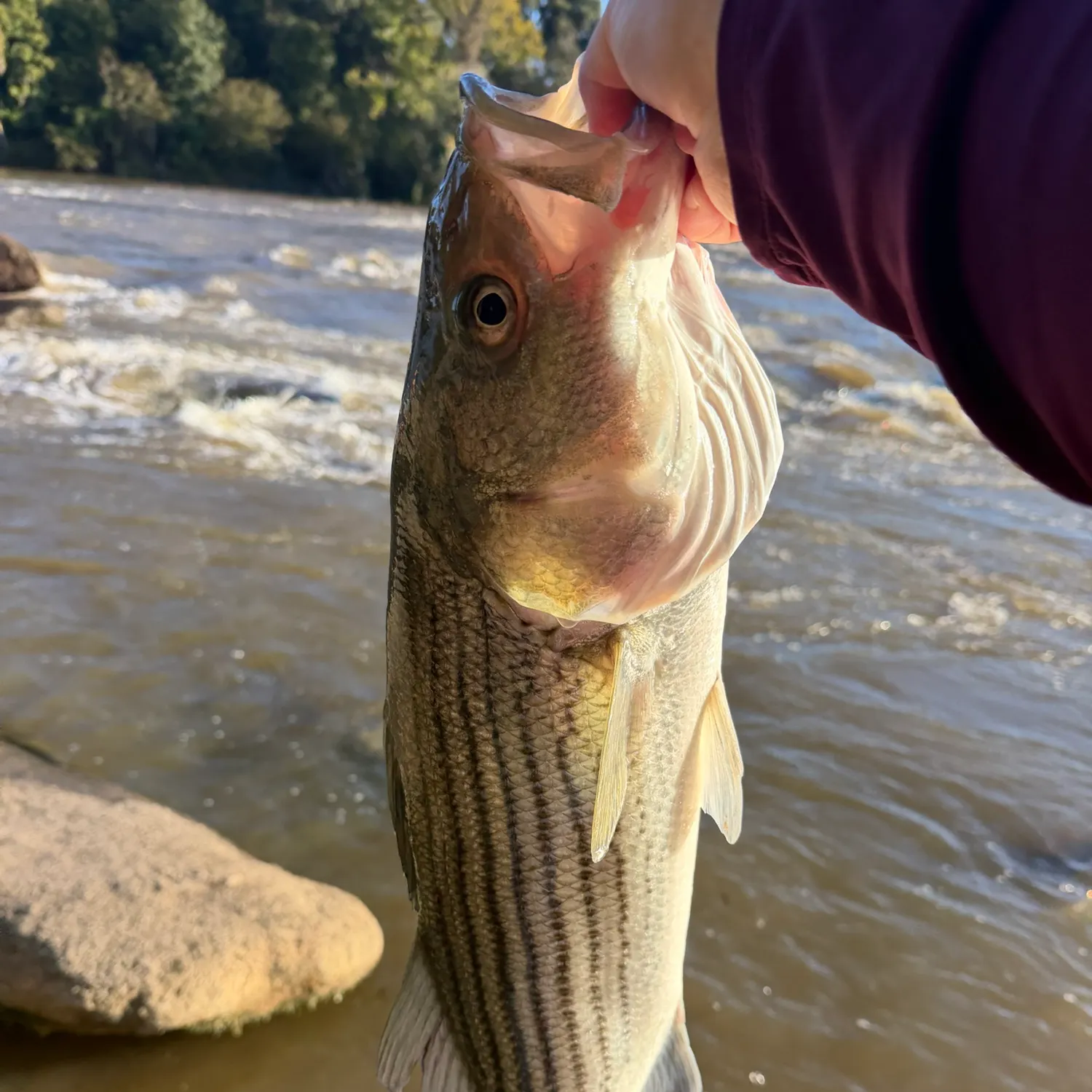 Striped bass caught on Fishbrain