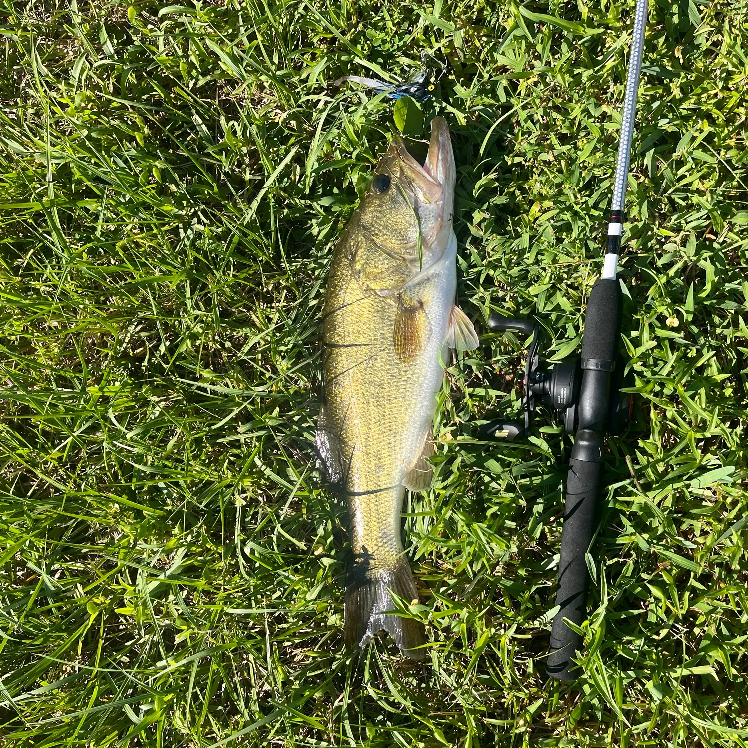Fish caught on Fishbrain