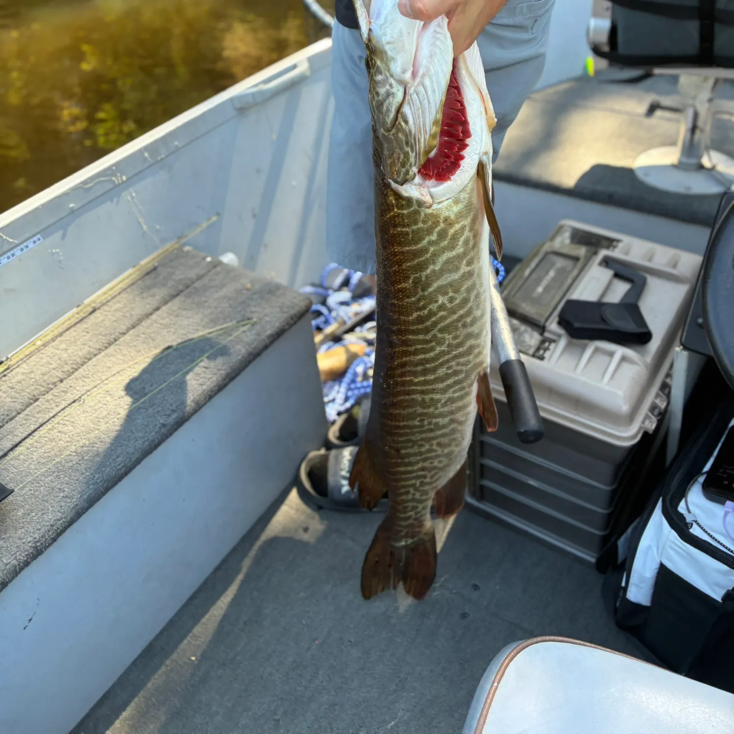 The most recent Muskie catches on Fishbrain