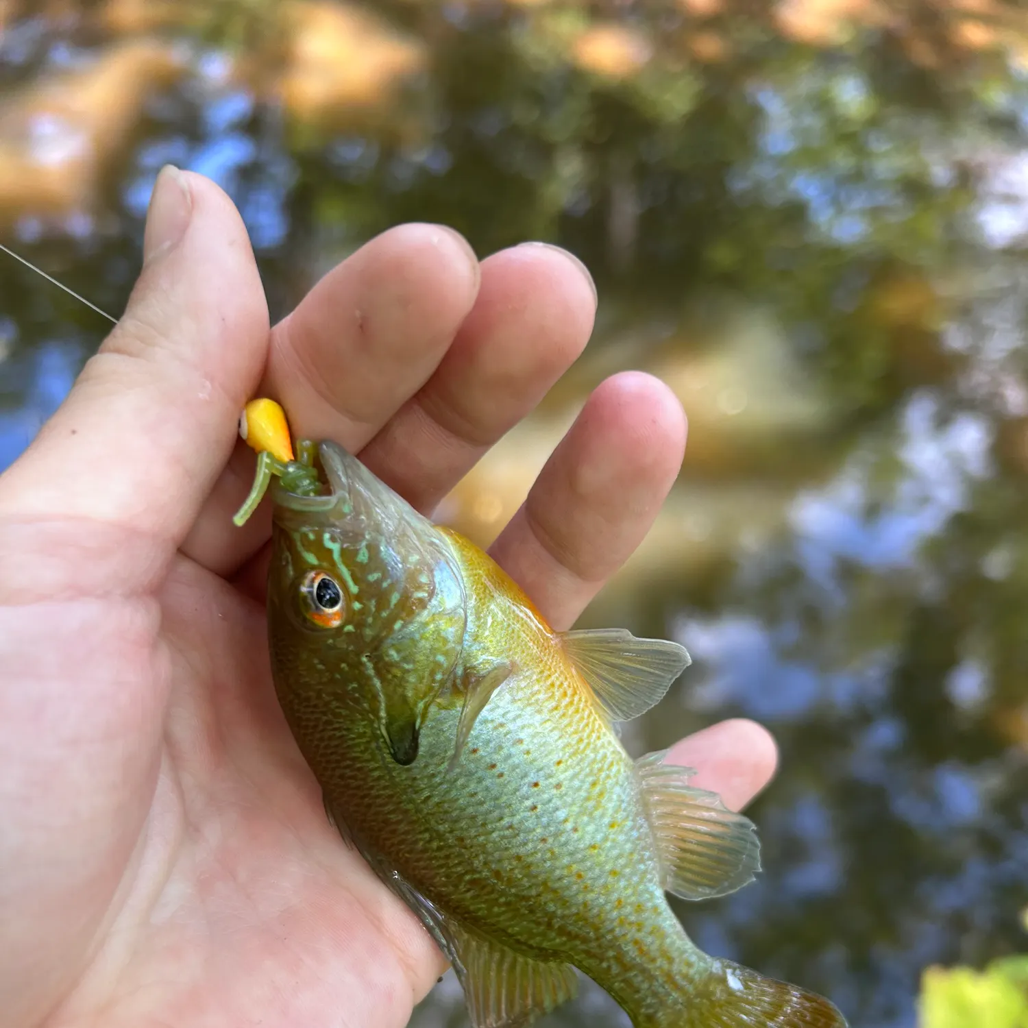 Redbreast sunfish caught on Fishbrain